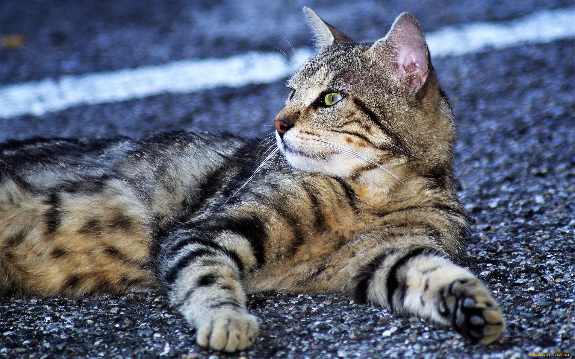 животные, коты, кот, кошка