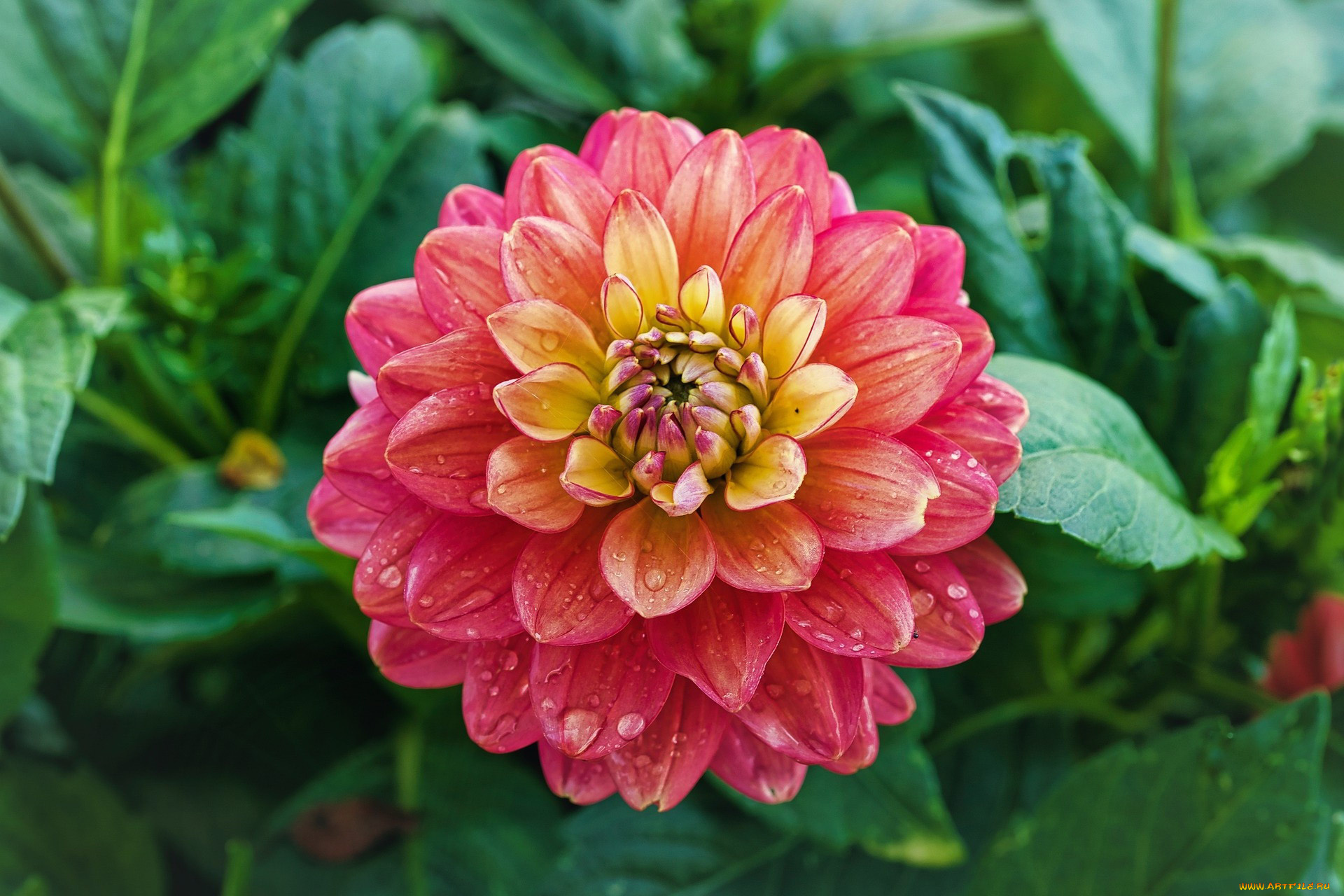 цветы, георгины, розовый, георгин, макро, капли