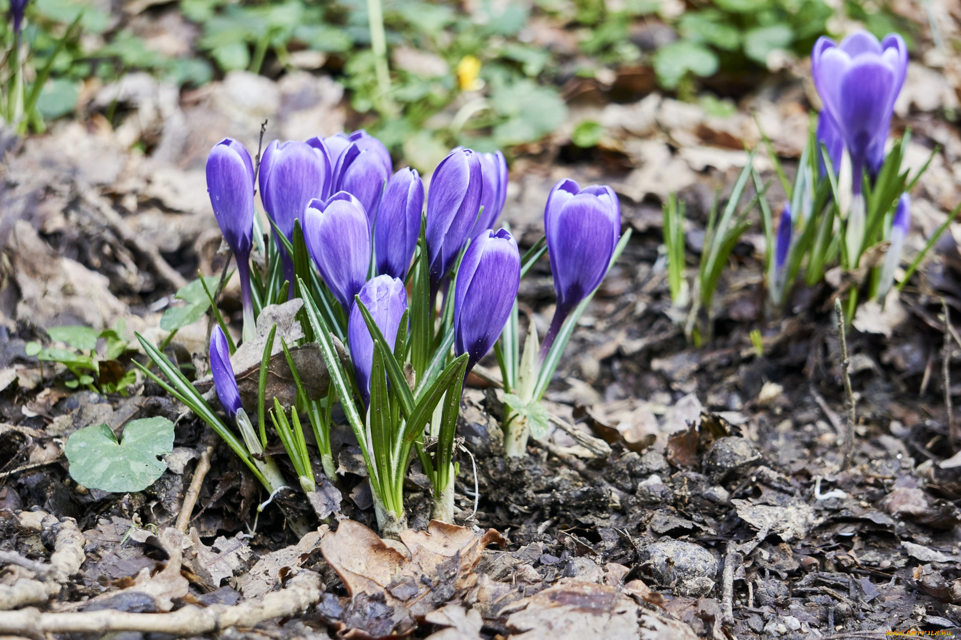 цветы, крокусы, лиловые, весна, первоцветы