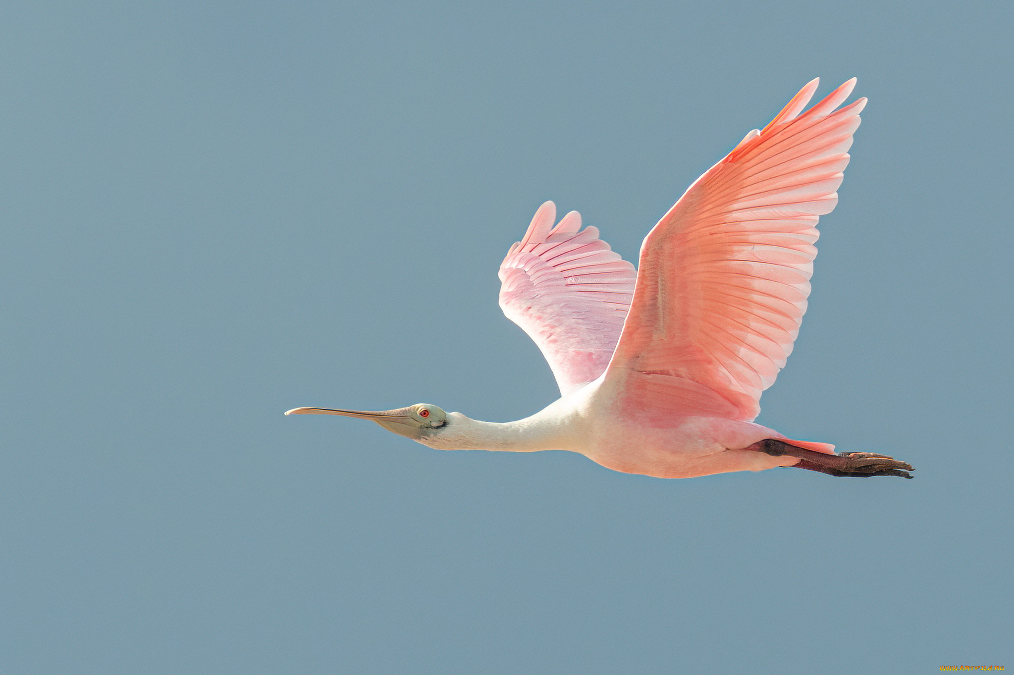 животные, птицы, птица
