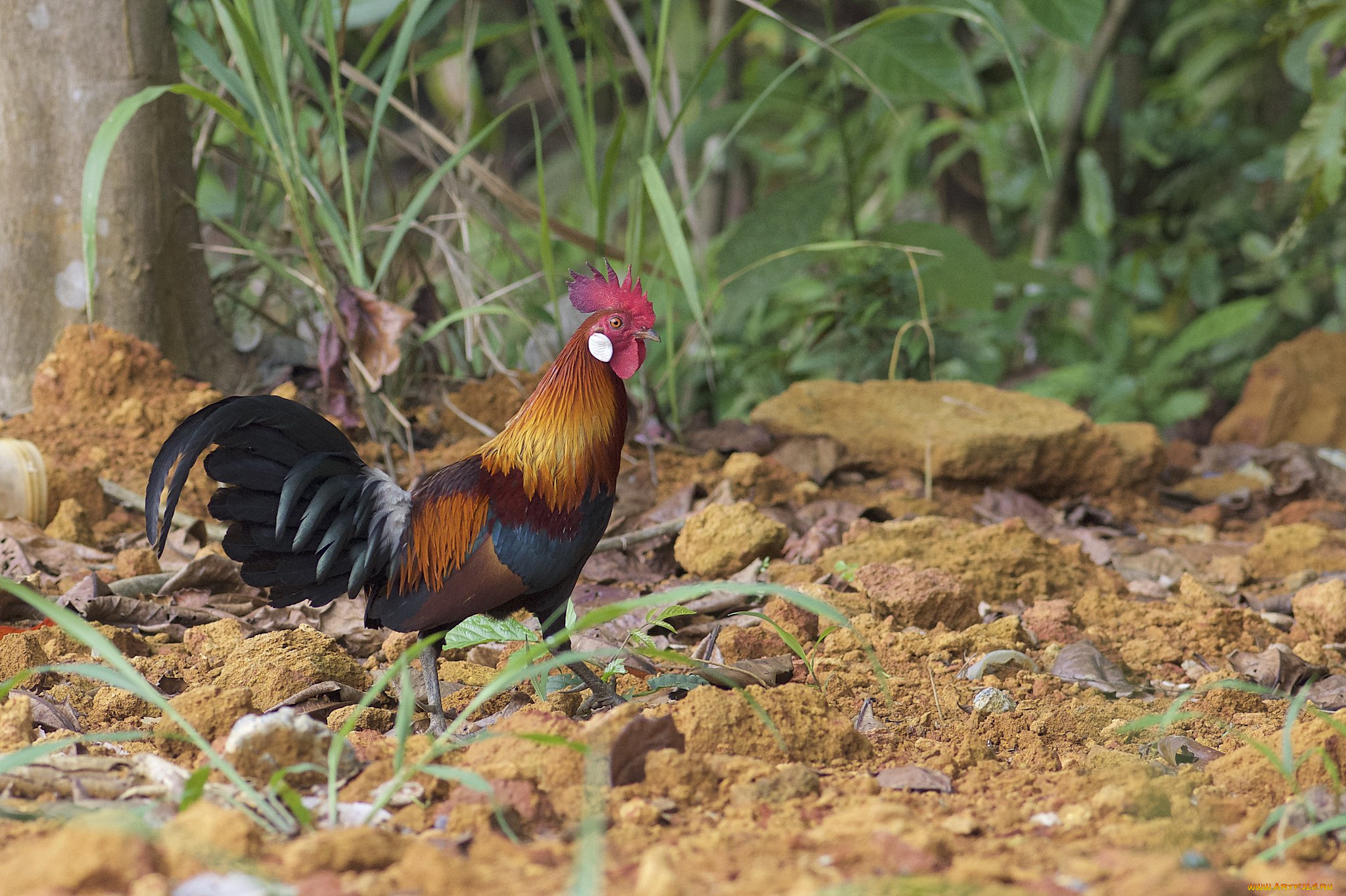 животные, куры, , петухи, петух