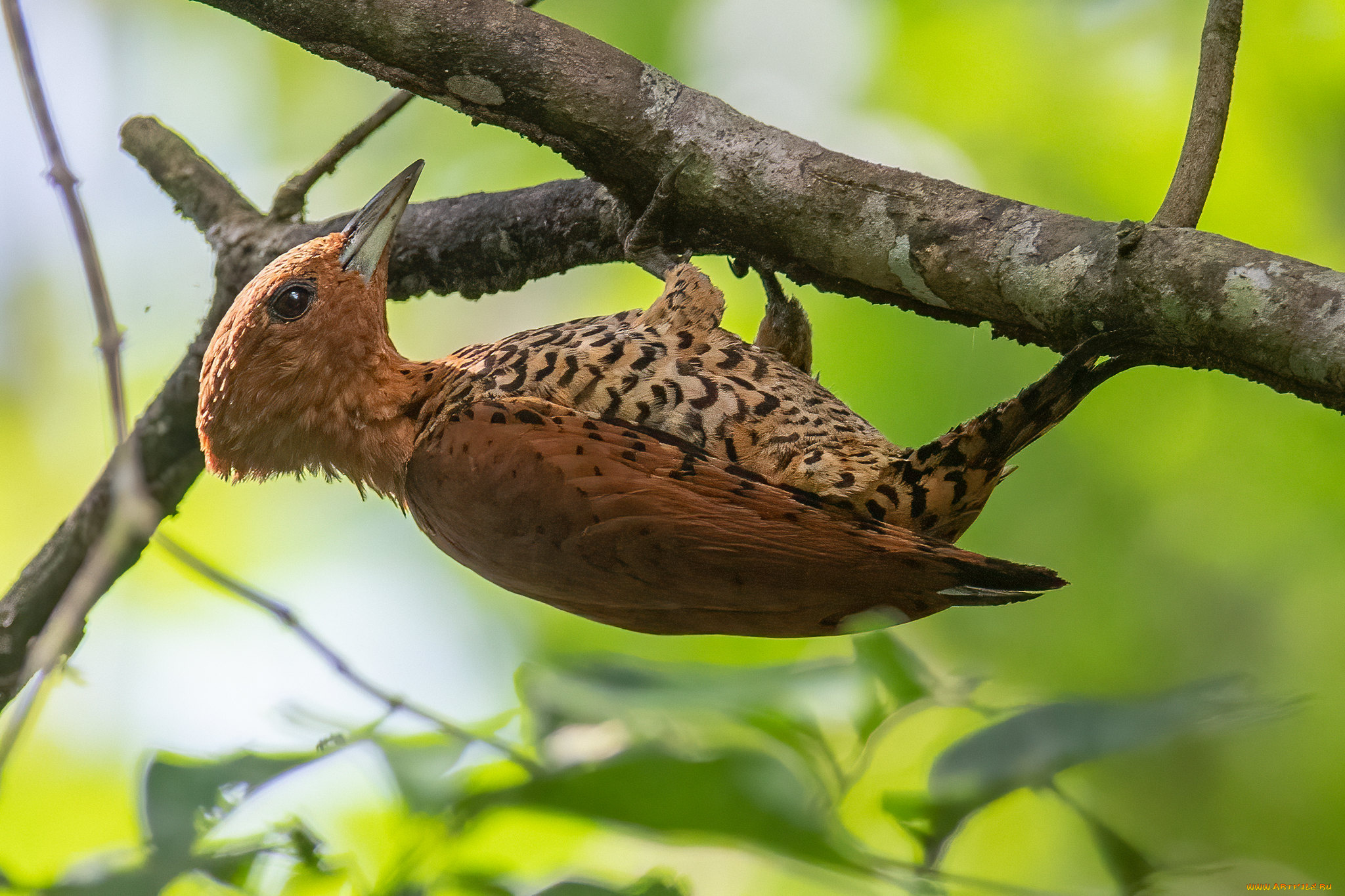 животные, дятлы, птица