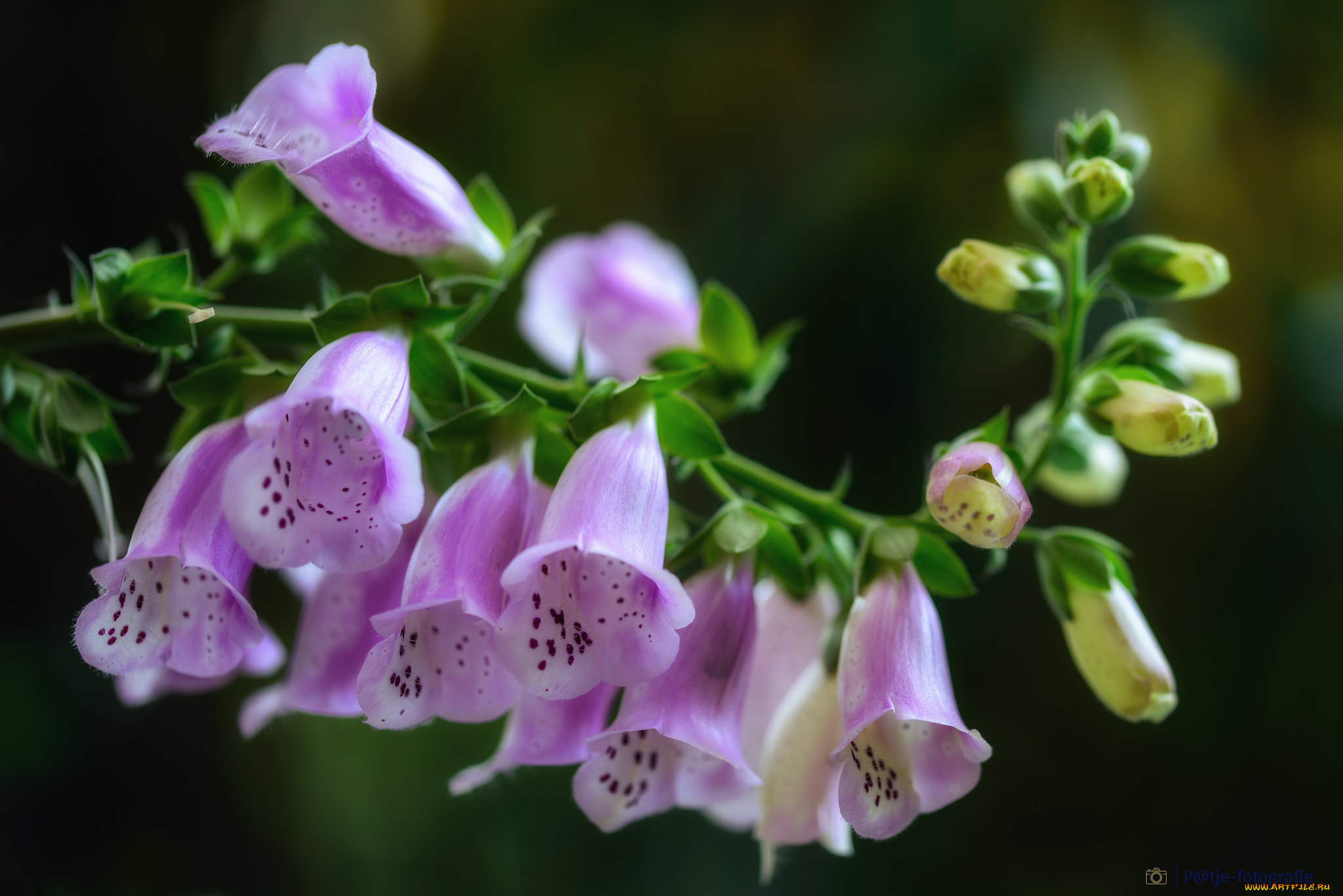 цветы, дигиталис, , наперстянка