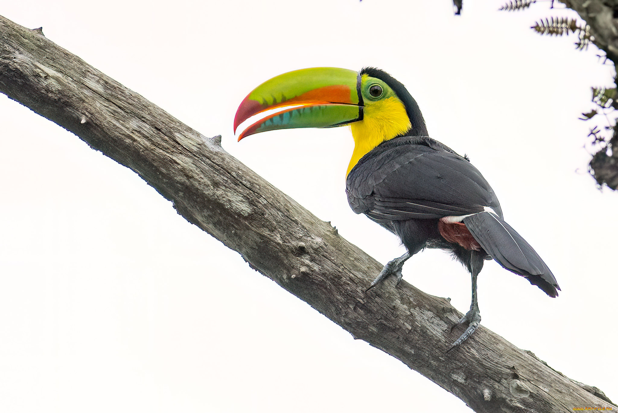 животные, туканы, птица