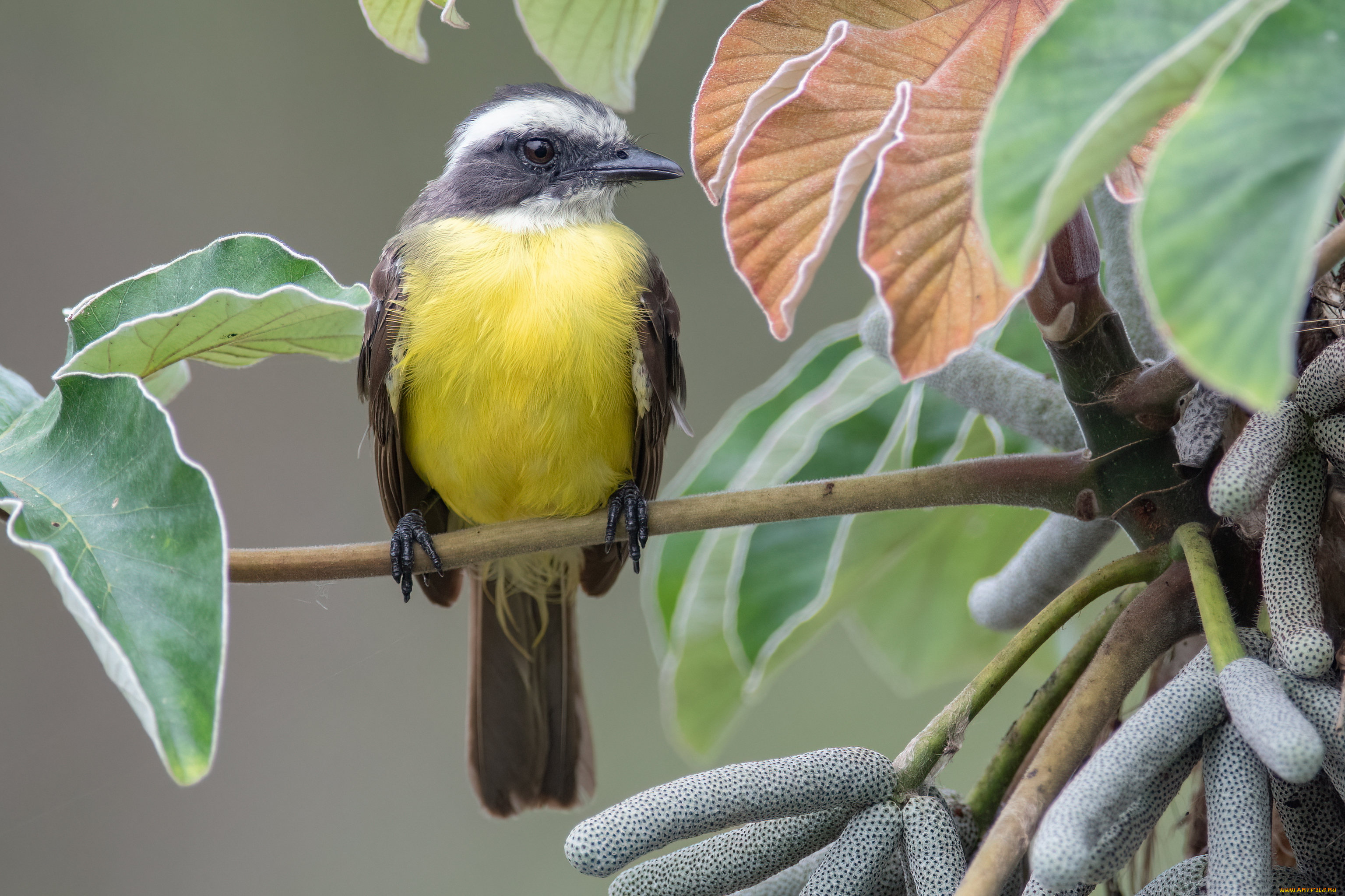 животные, птицы, птица