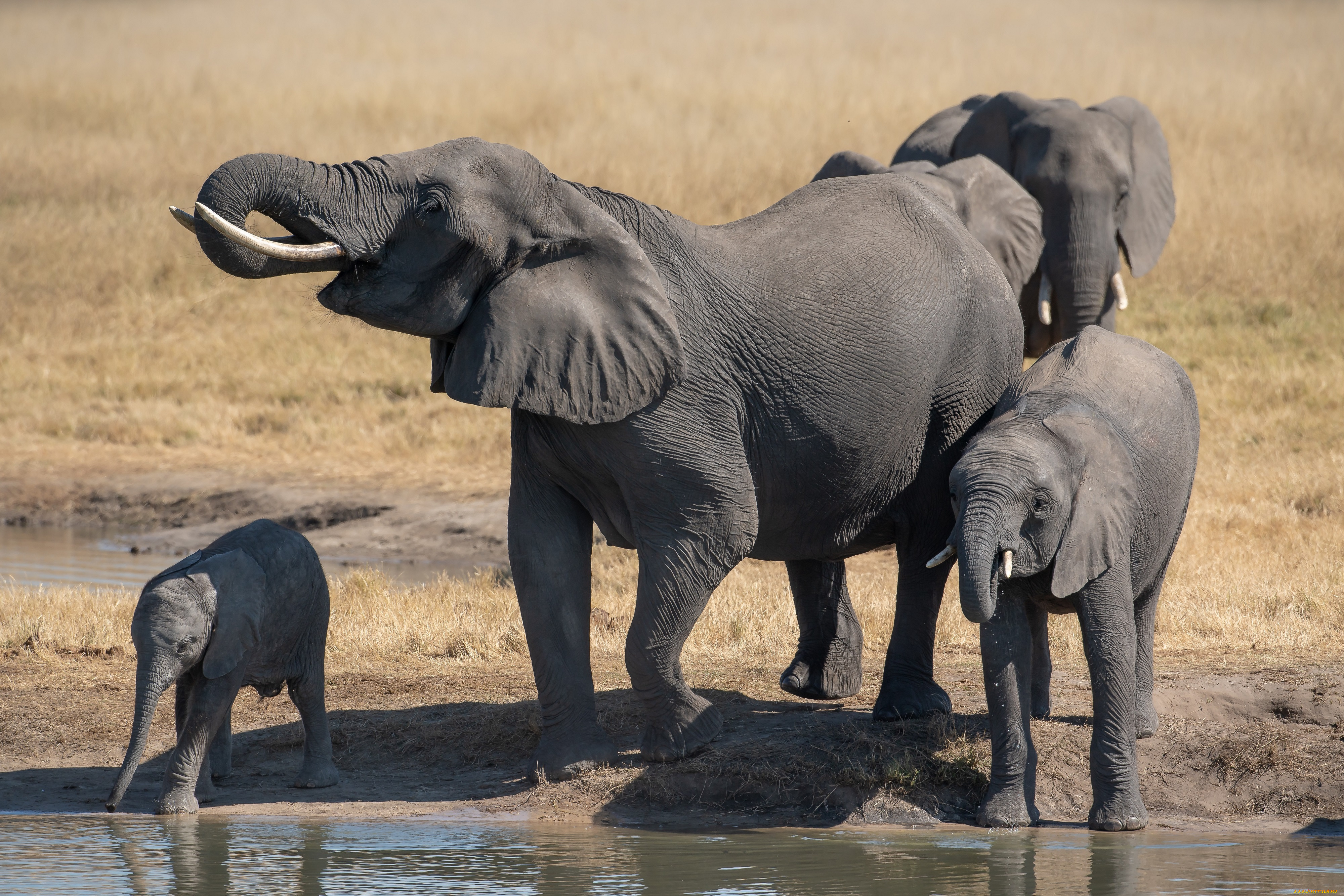животные, слоны