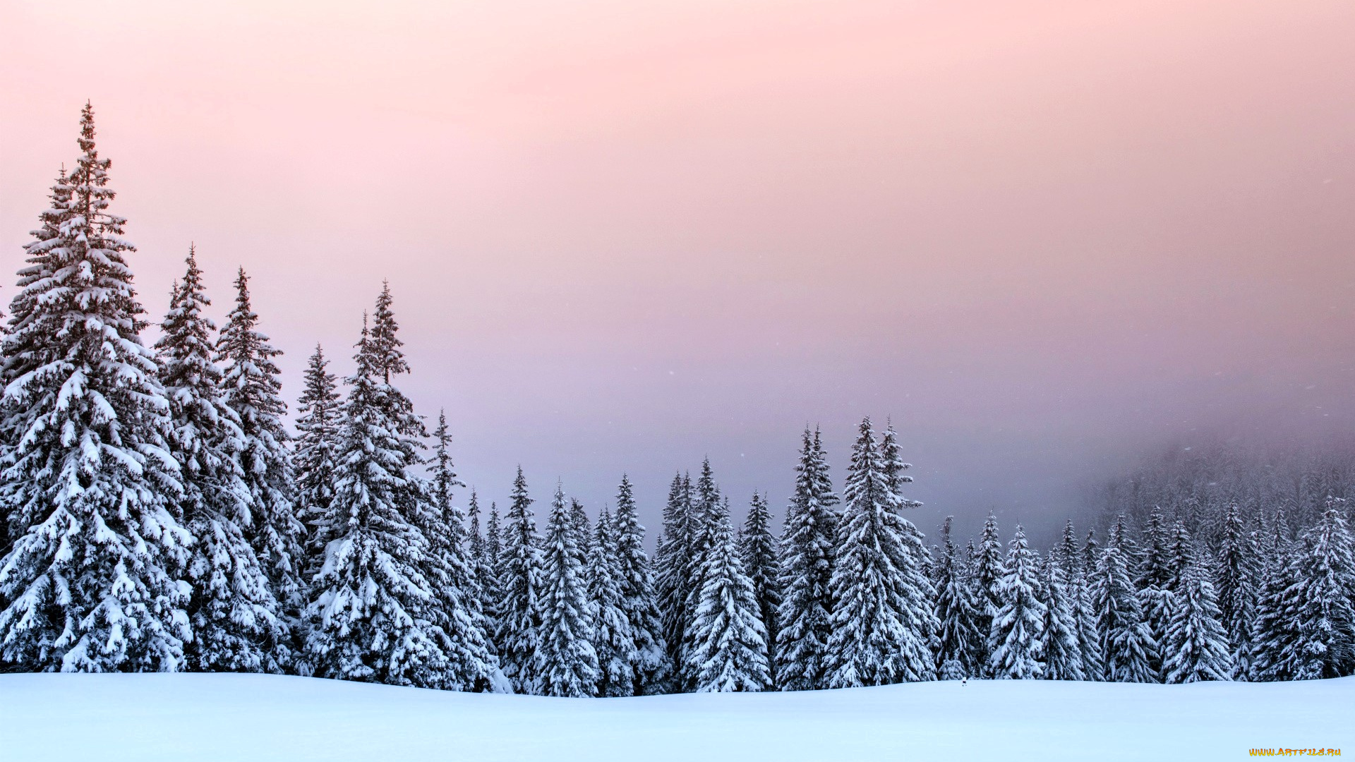 природа, лес, ёлки, закат, снег, зима