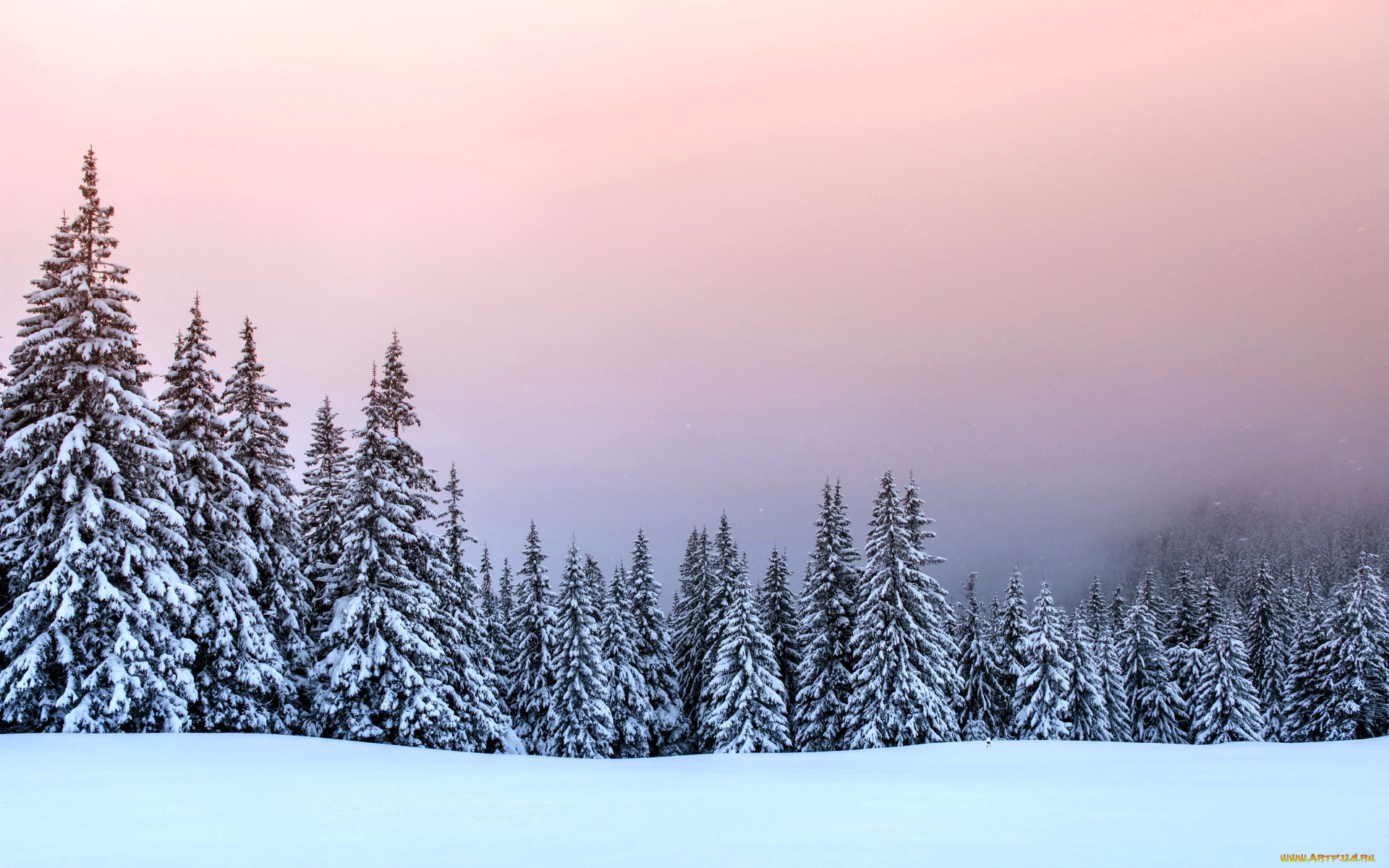 природа, лес, ёлки, закат, снег, зима