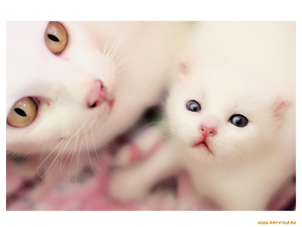 котёнок, кошкой, животные, коты