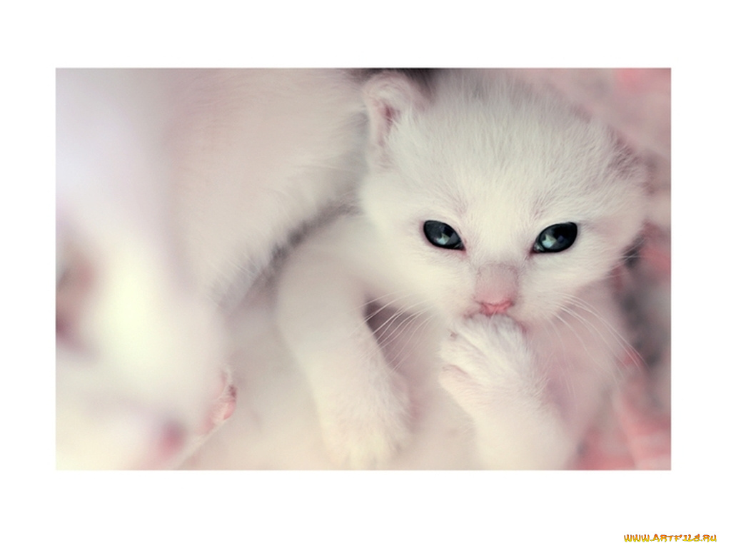 котёнок, животные, коты