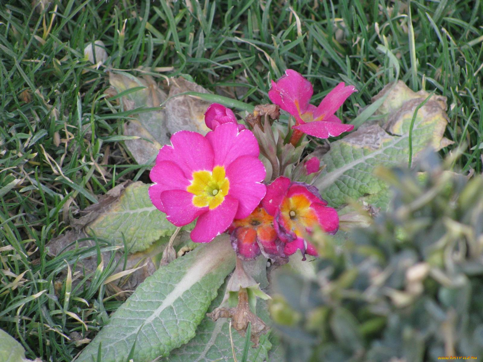 цветы, примулы