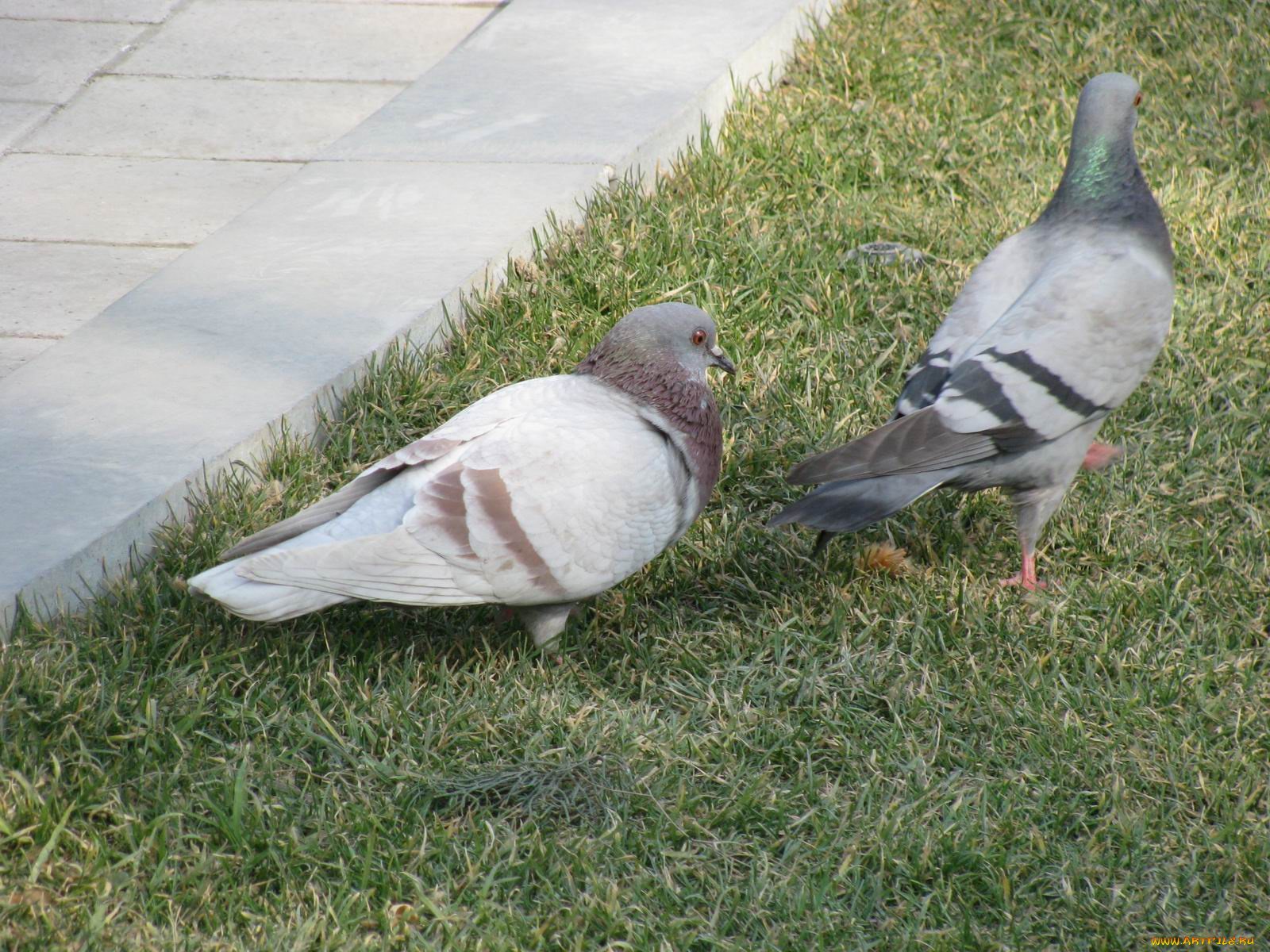 животные, голуби