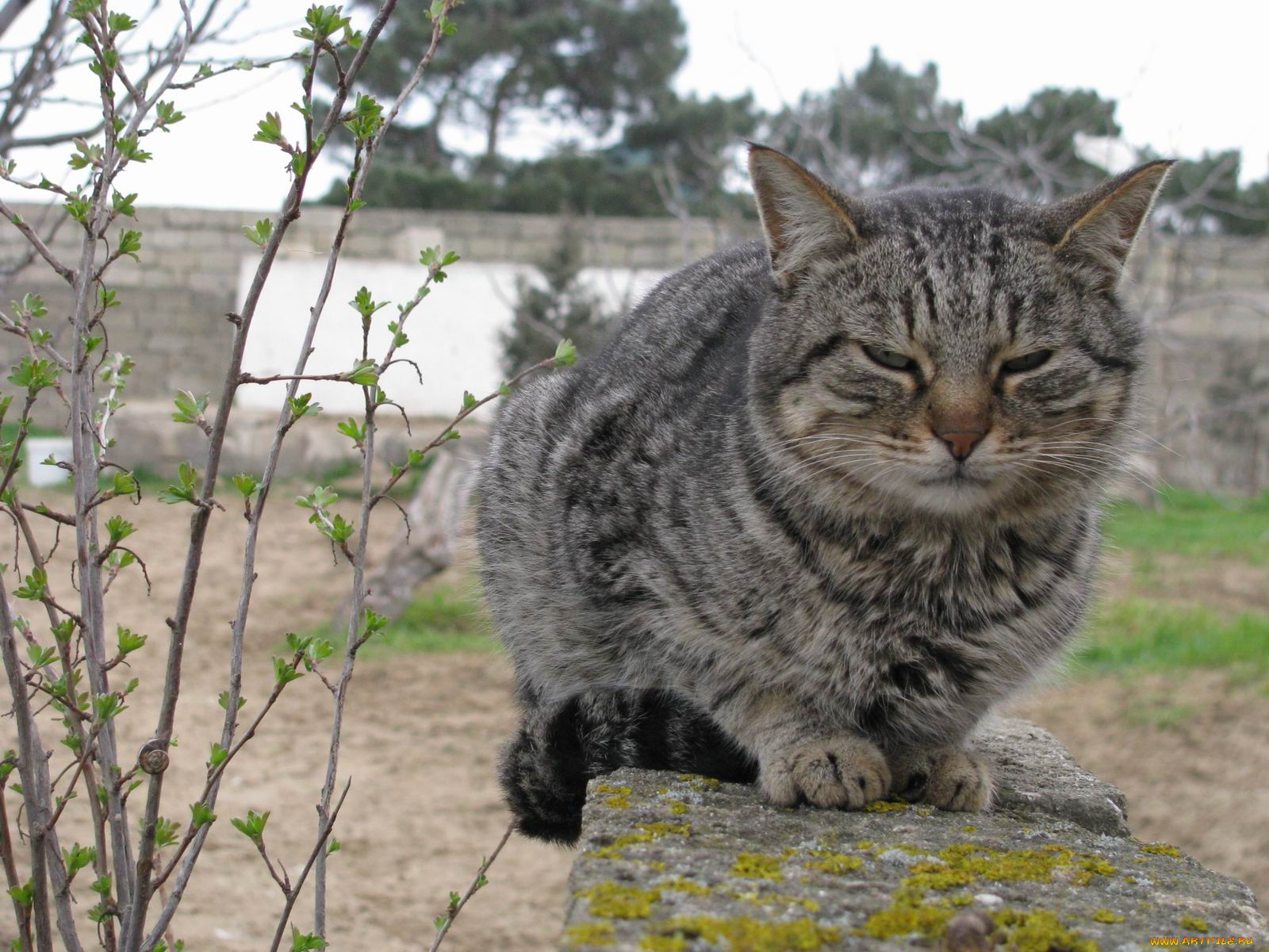 животные, коты