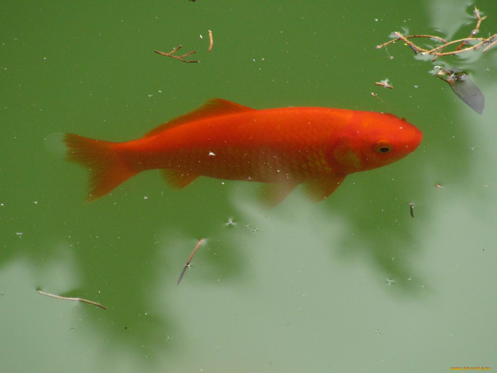 животные, рыбы