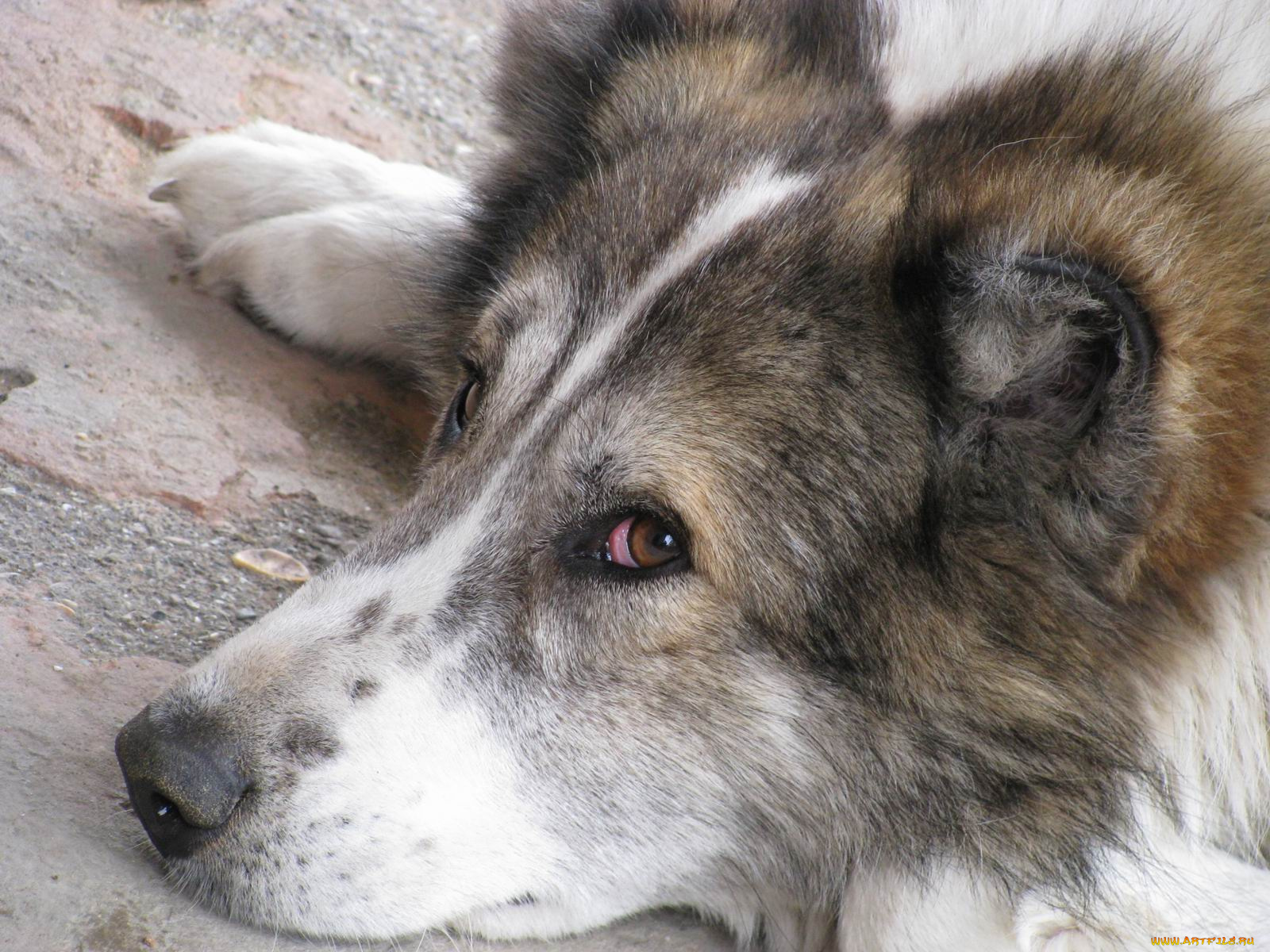 животные, собаки