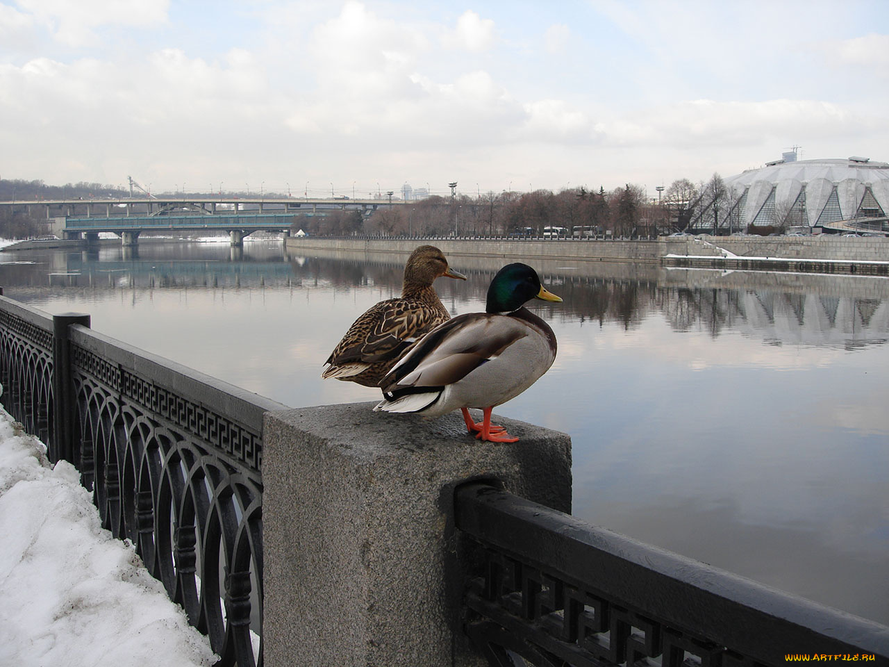 влюблённая, пара, животные, утки
