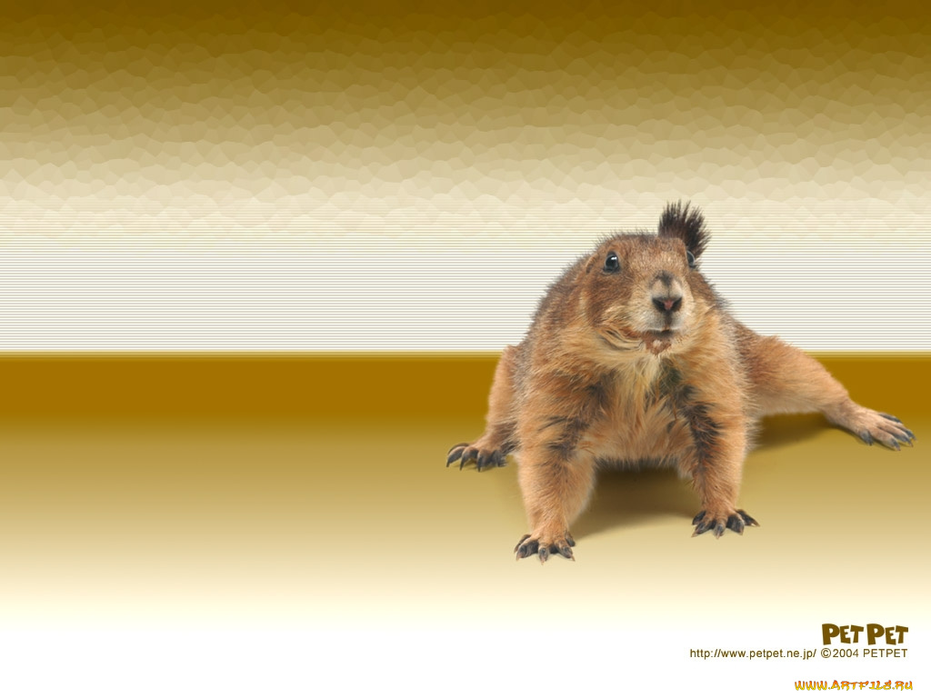 животные, белки