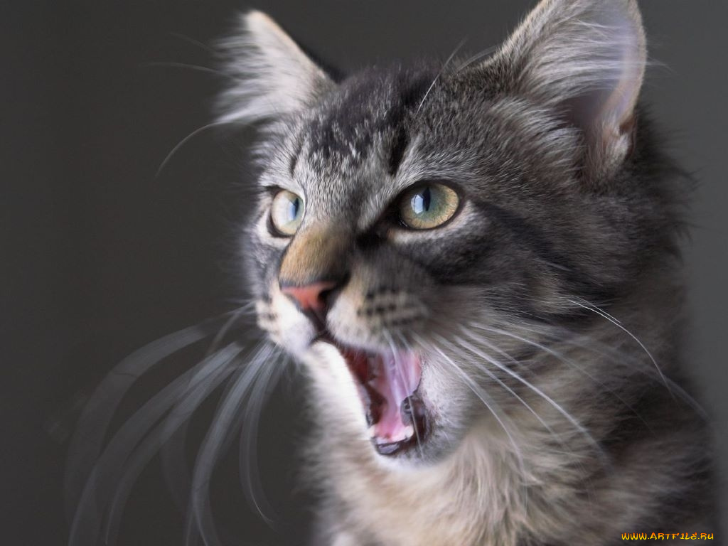 животные, коты