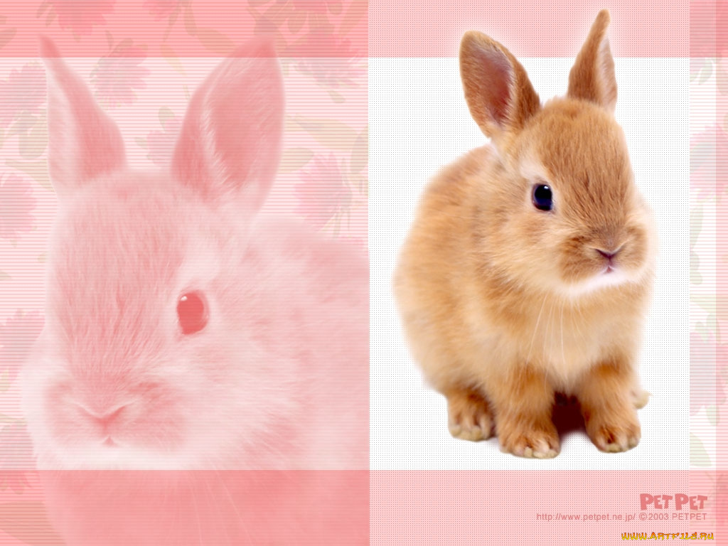 животные, кролики, зайцы