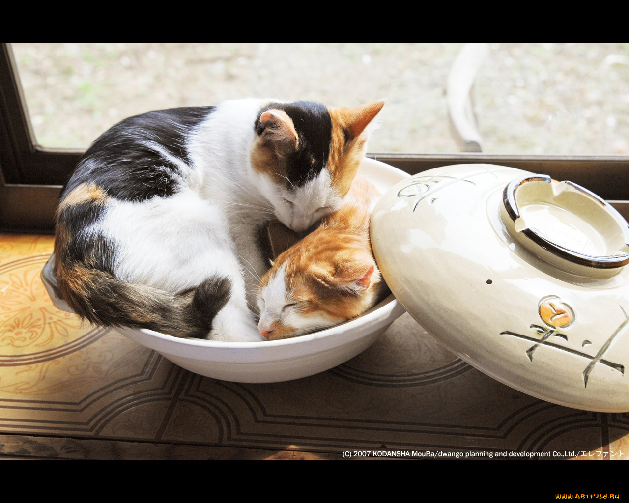 животные, коты