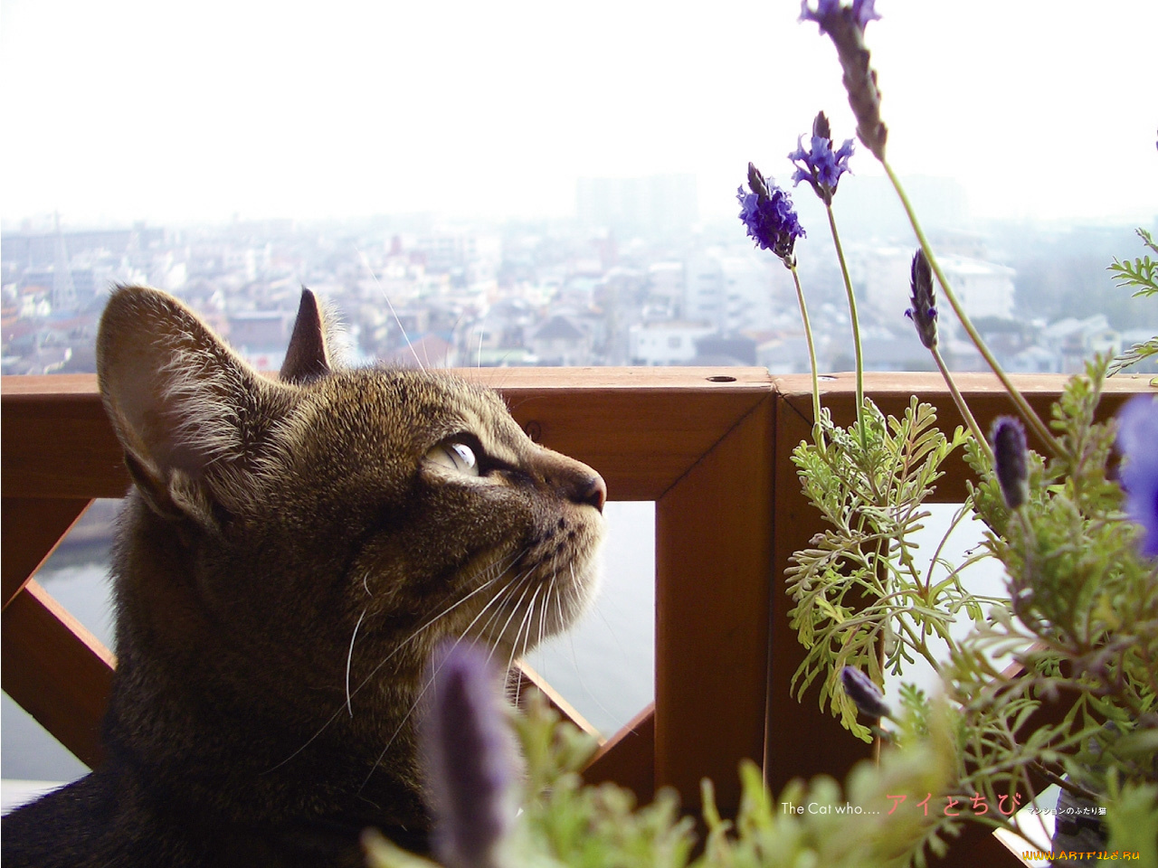 животные, коты