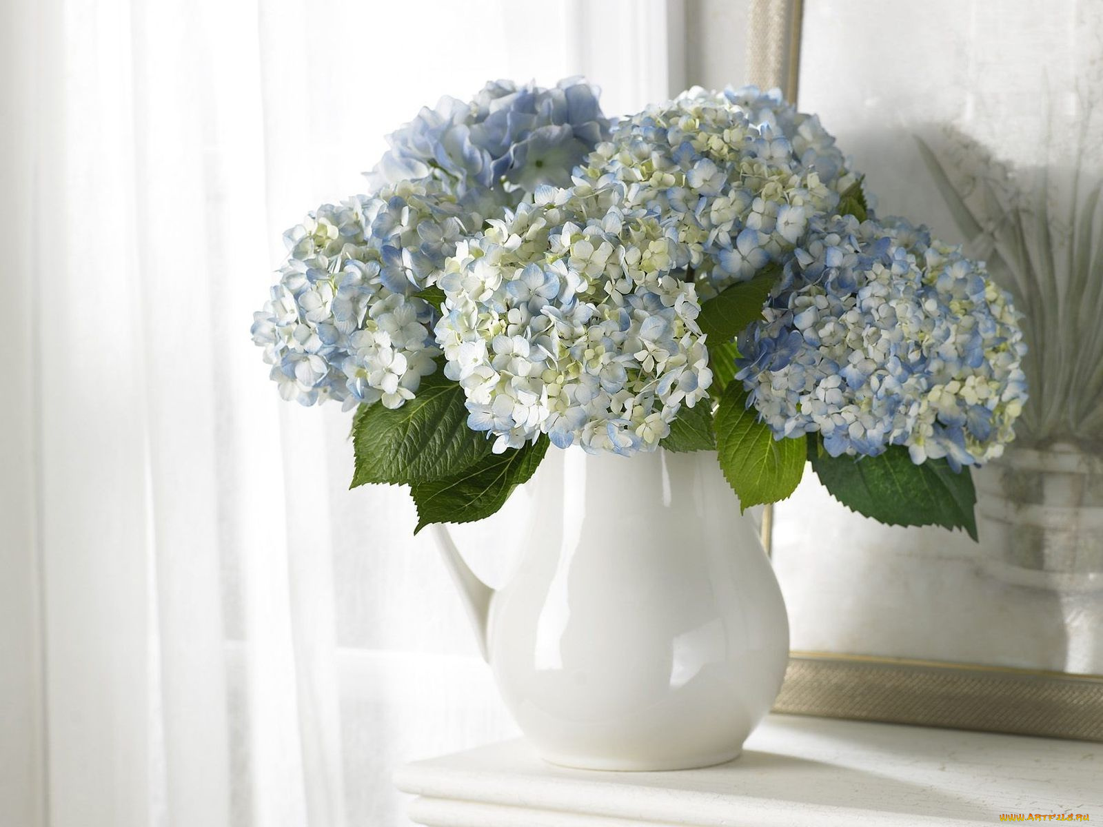 цветы, гортензия