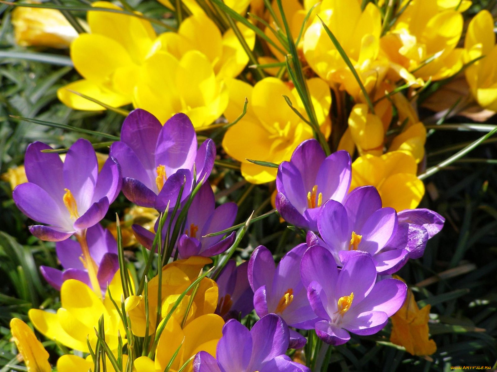 цветы, крокусы