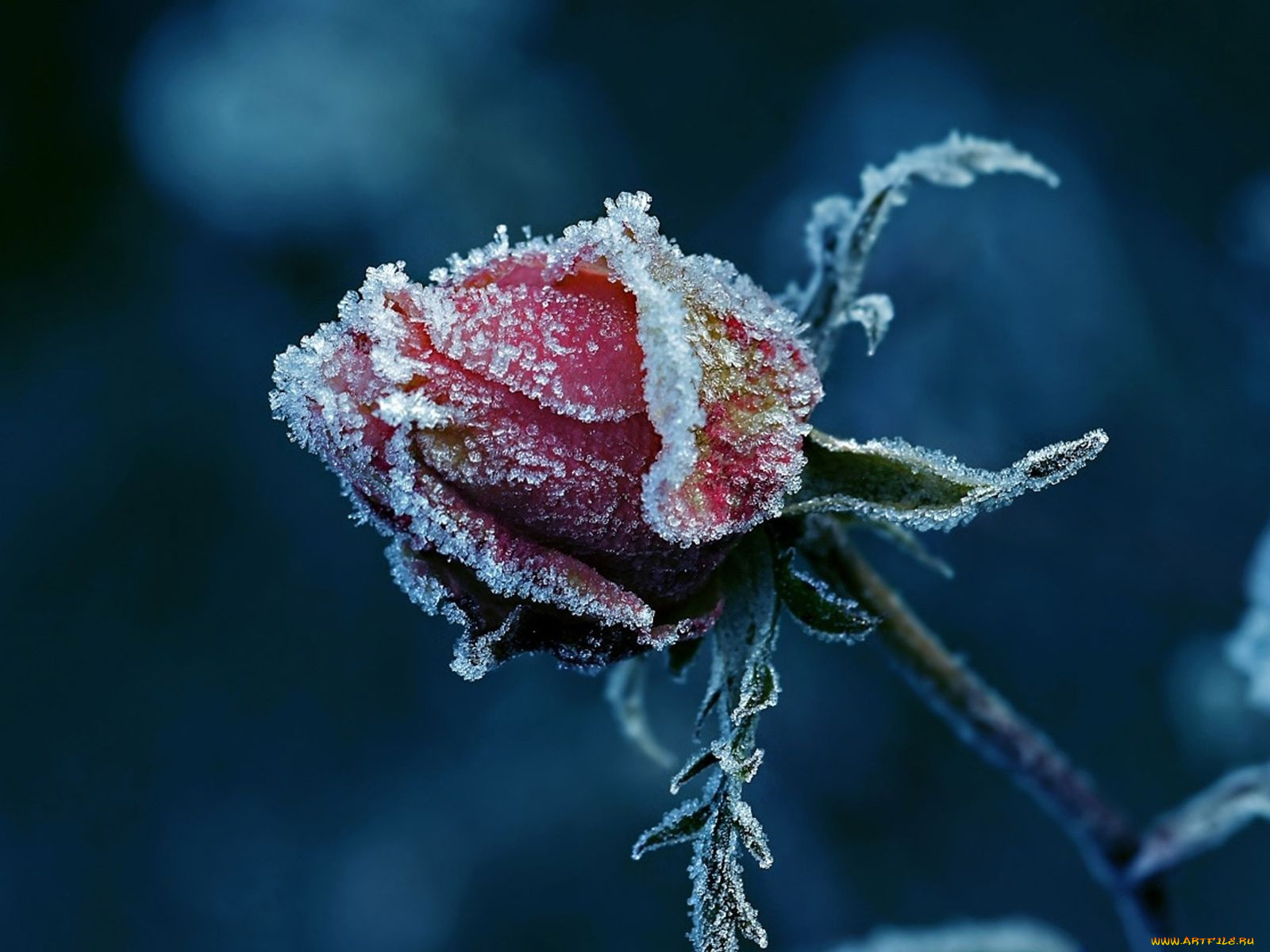 цветы, розы