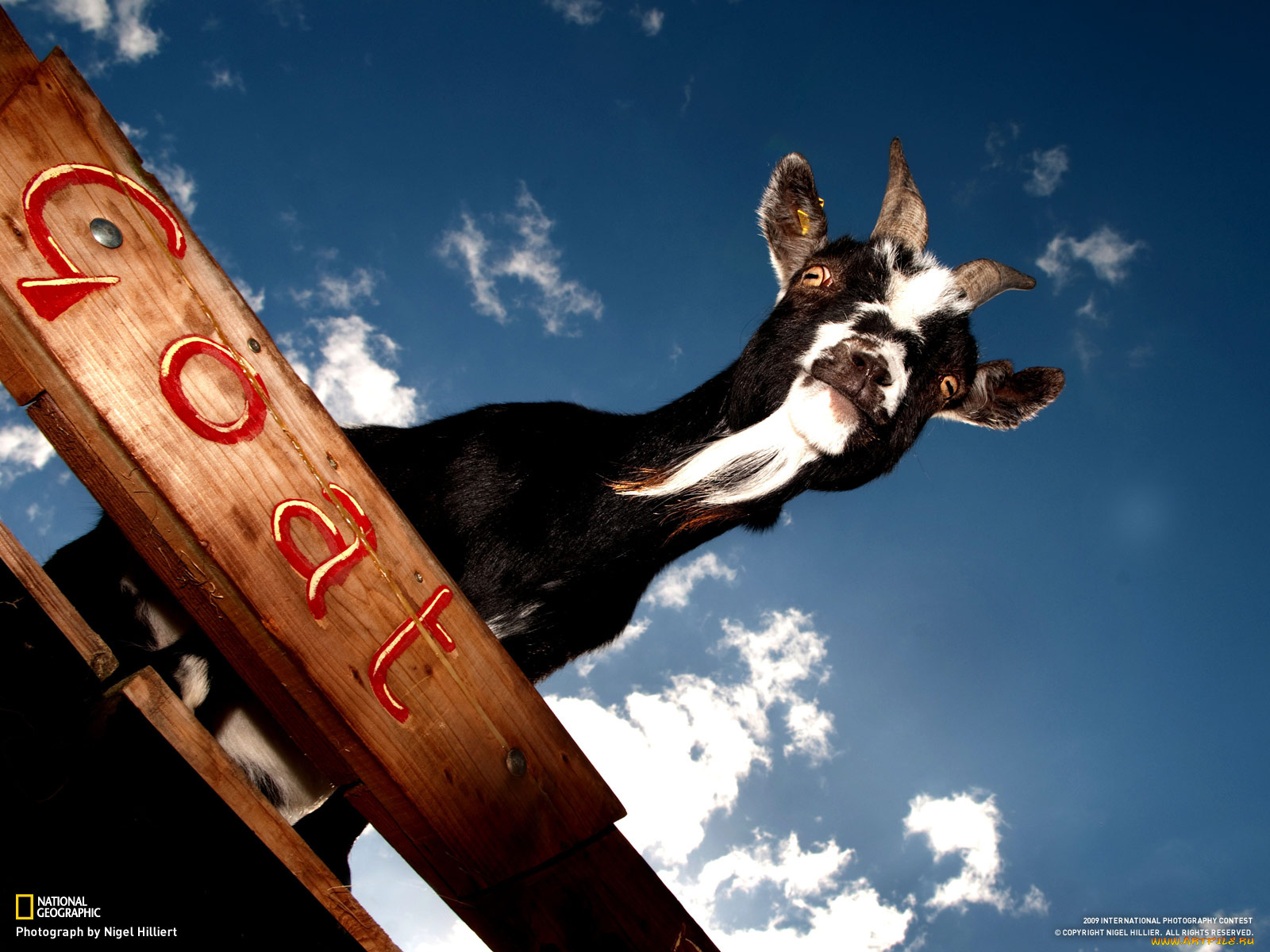 животные, козы