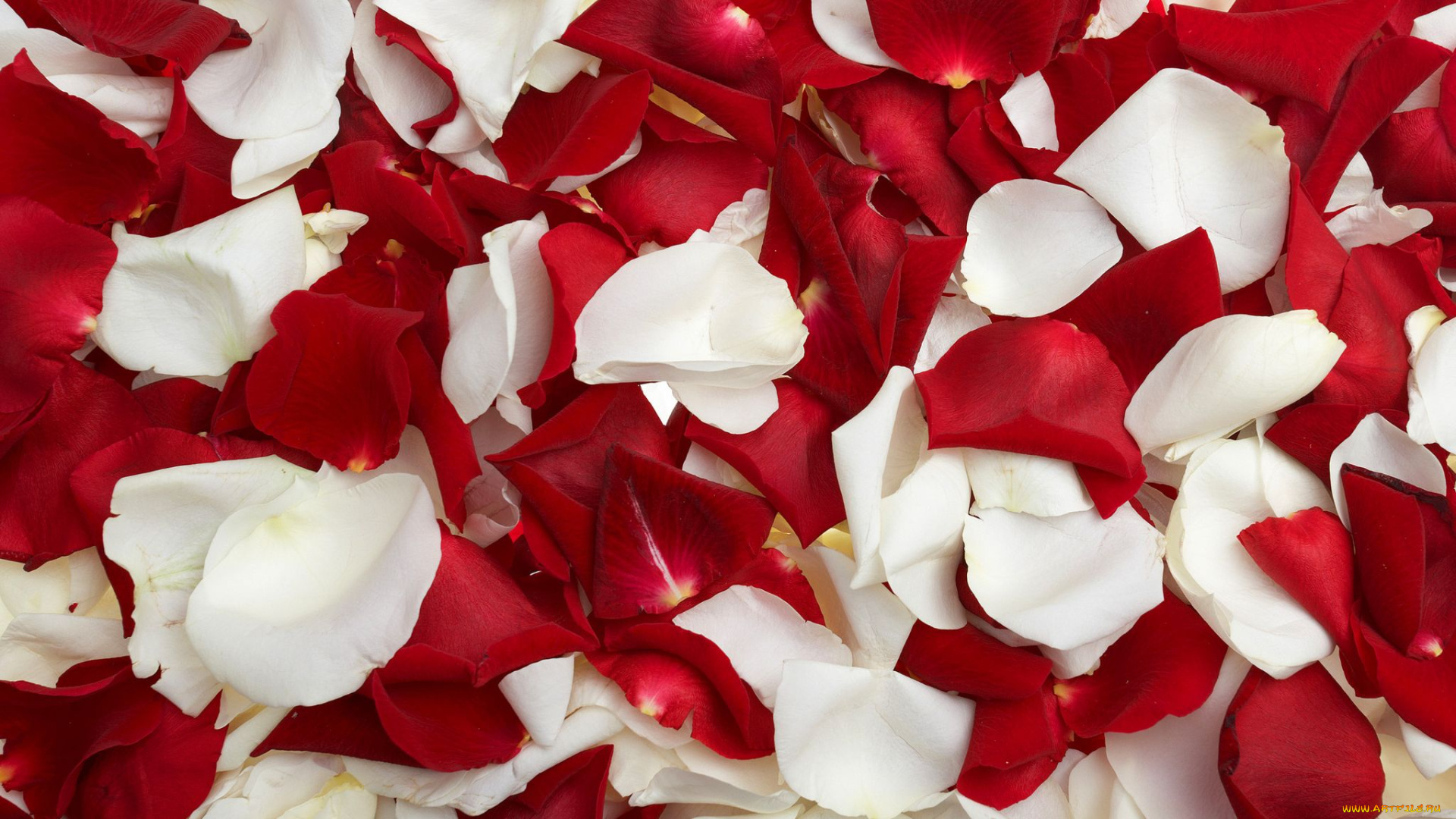 цветы, розы