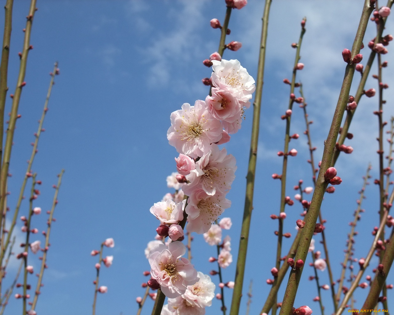 цветы, сакура, вишня