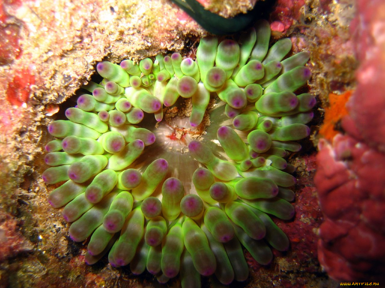 животные, морская, фауна