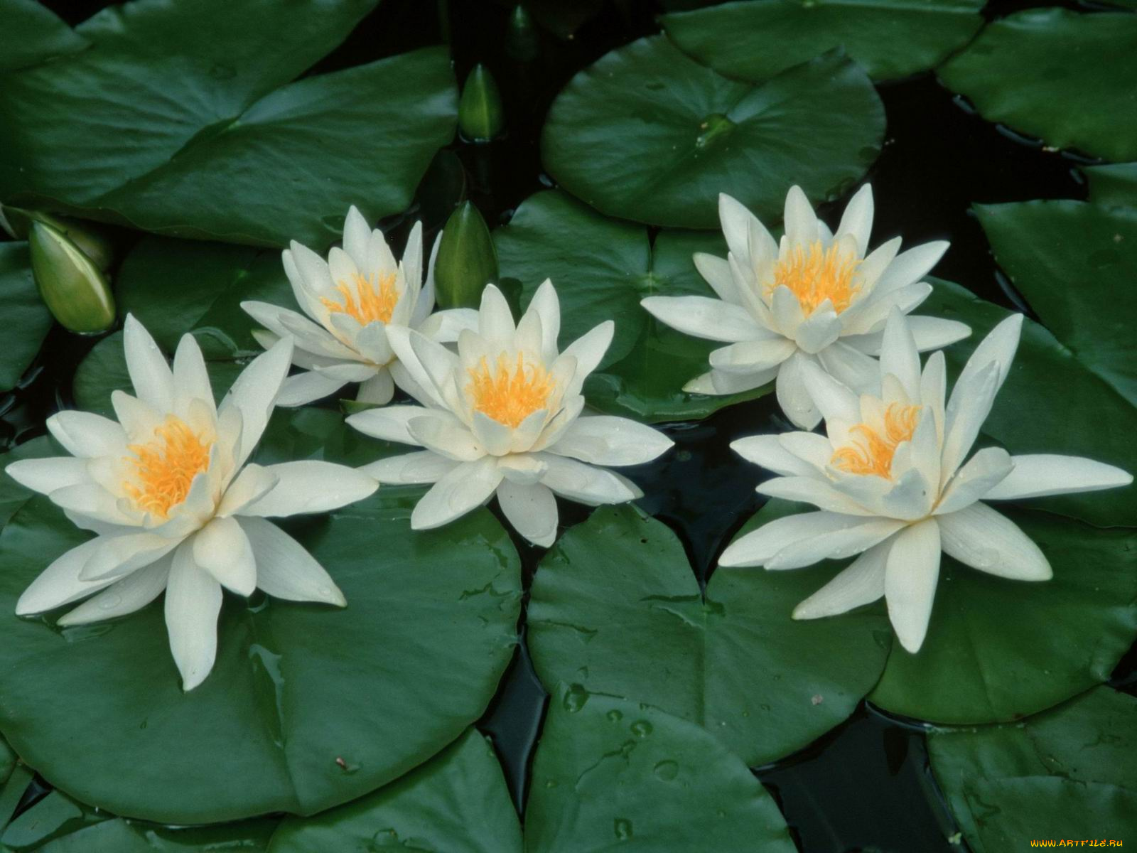 цветы, лилии, водяные, нимфеи, кувшинки