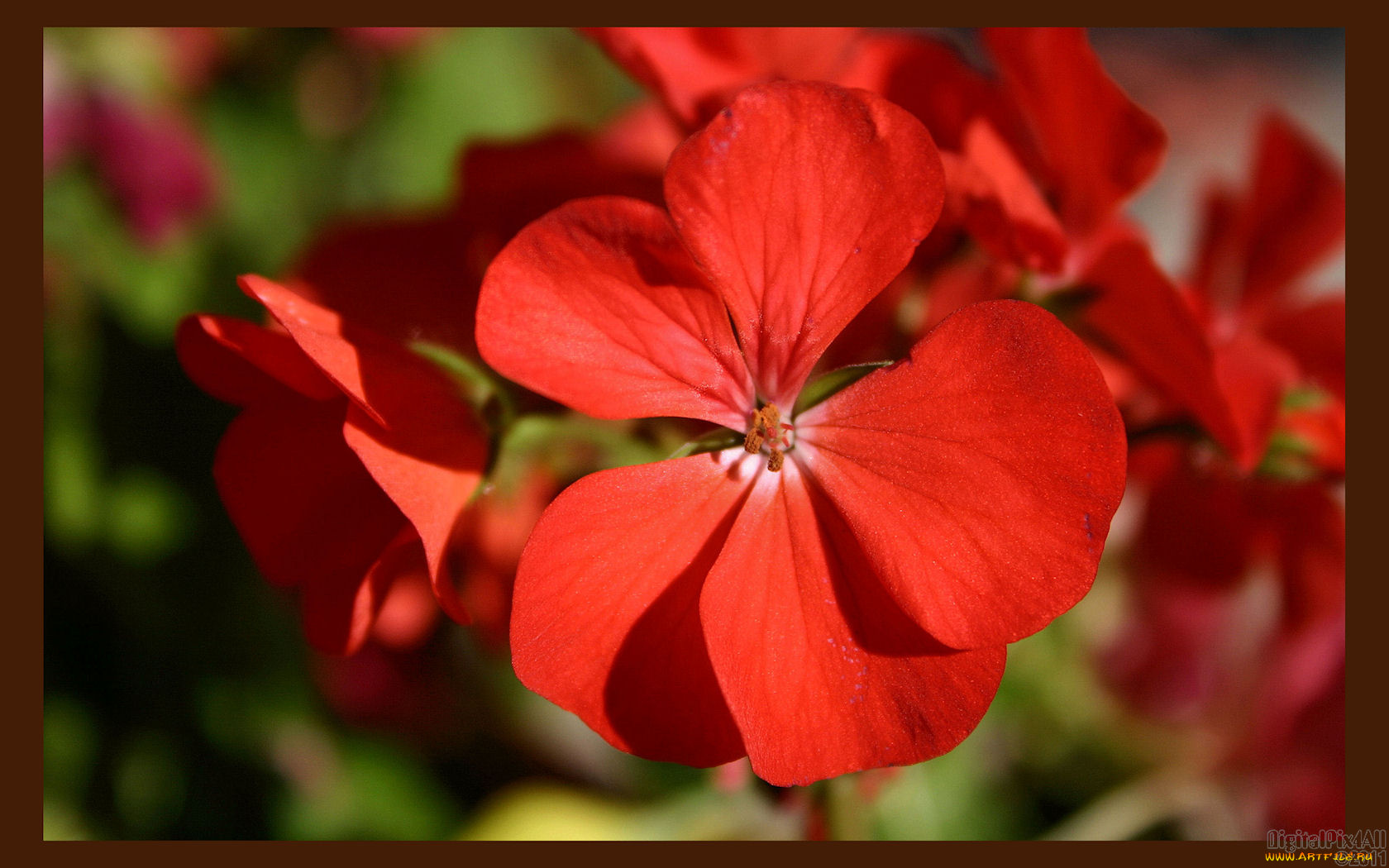 цветы, герань