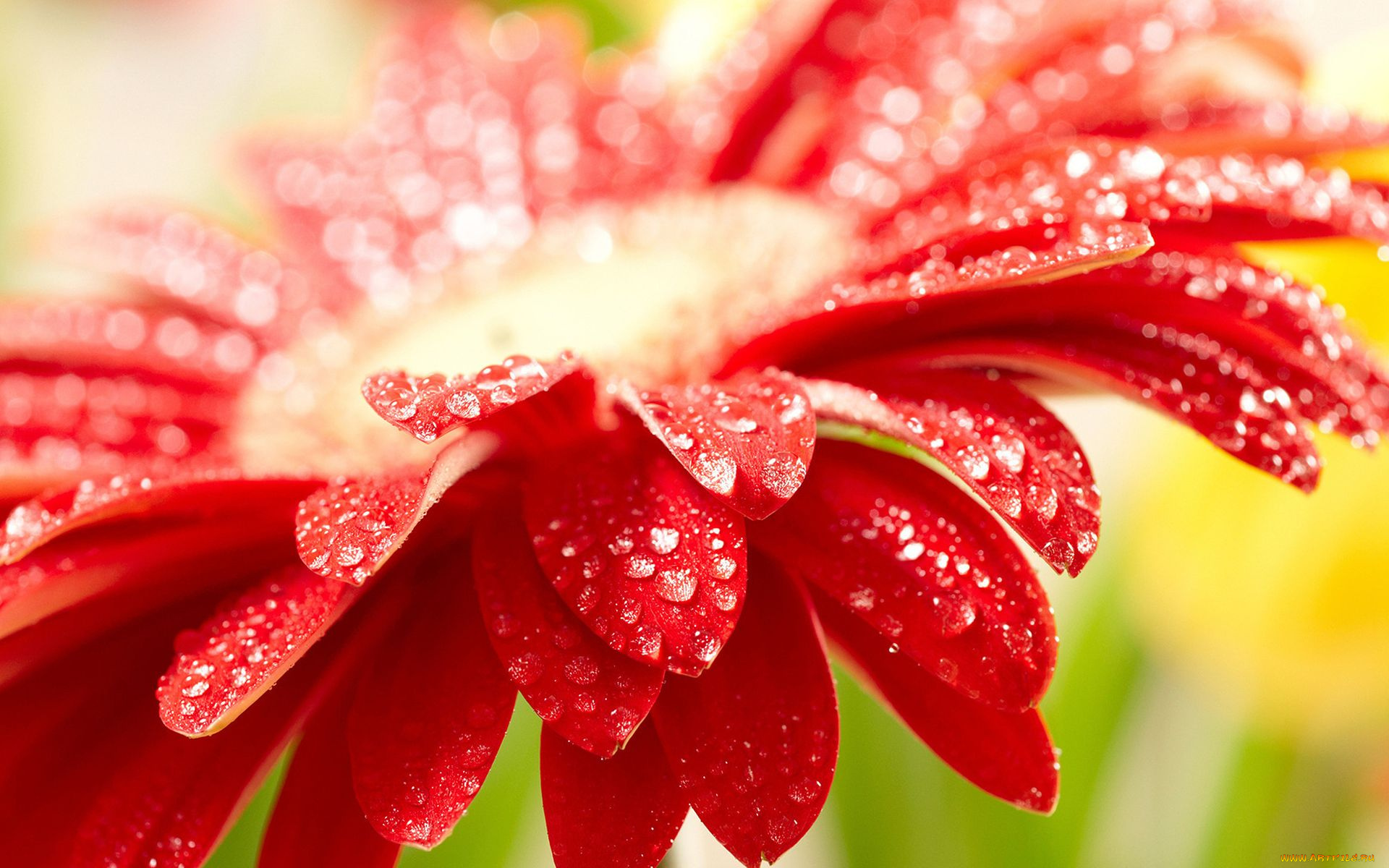 цветы, герберы