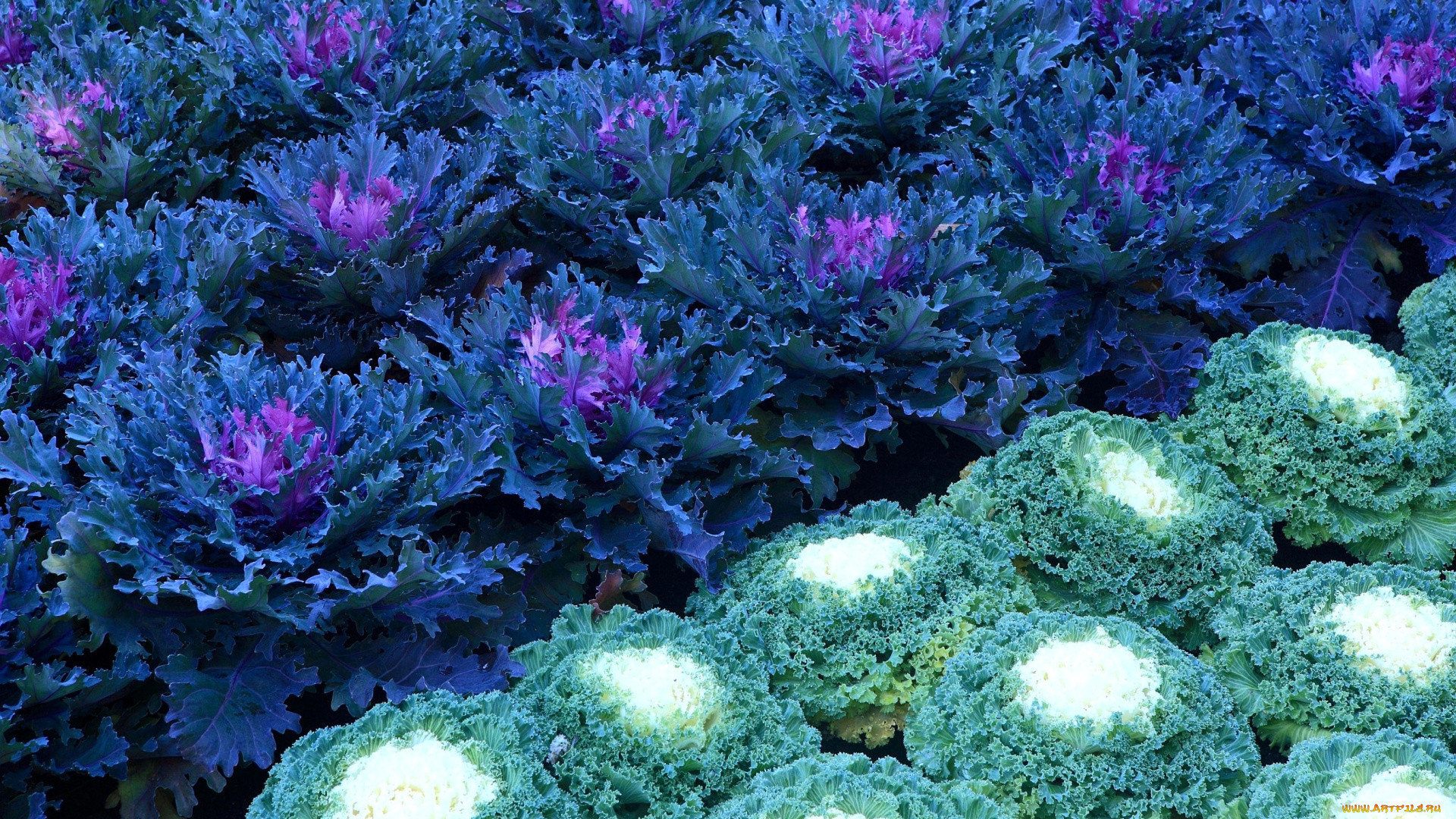 цветы, декоративная, капуста, синий, зеленый