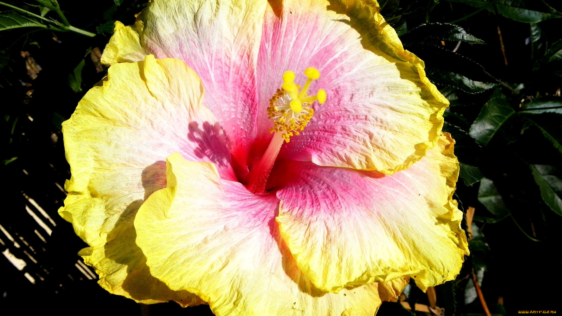 цветы, гибискусы, желтый, большой, экзотика