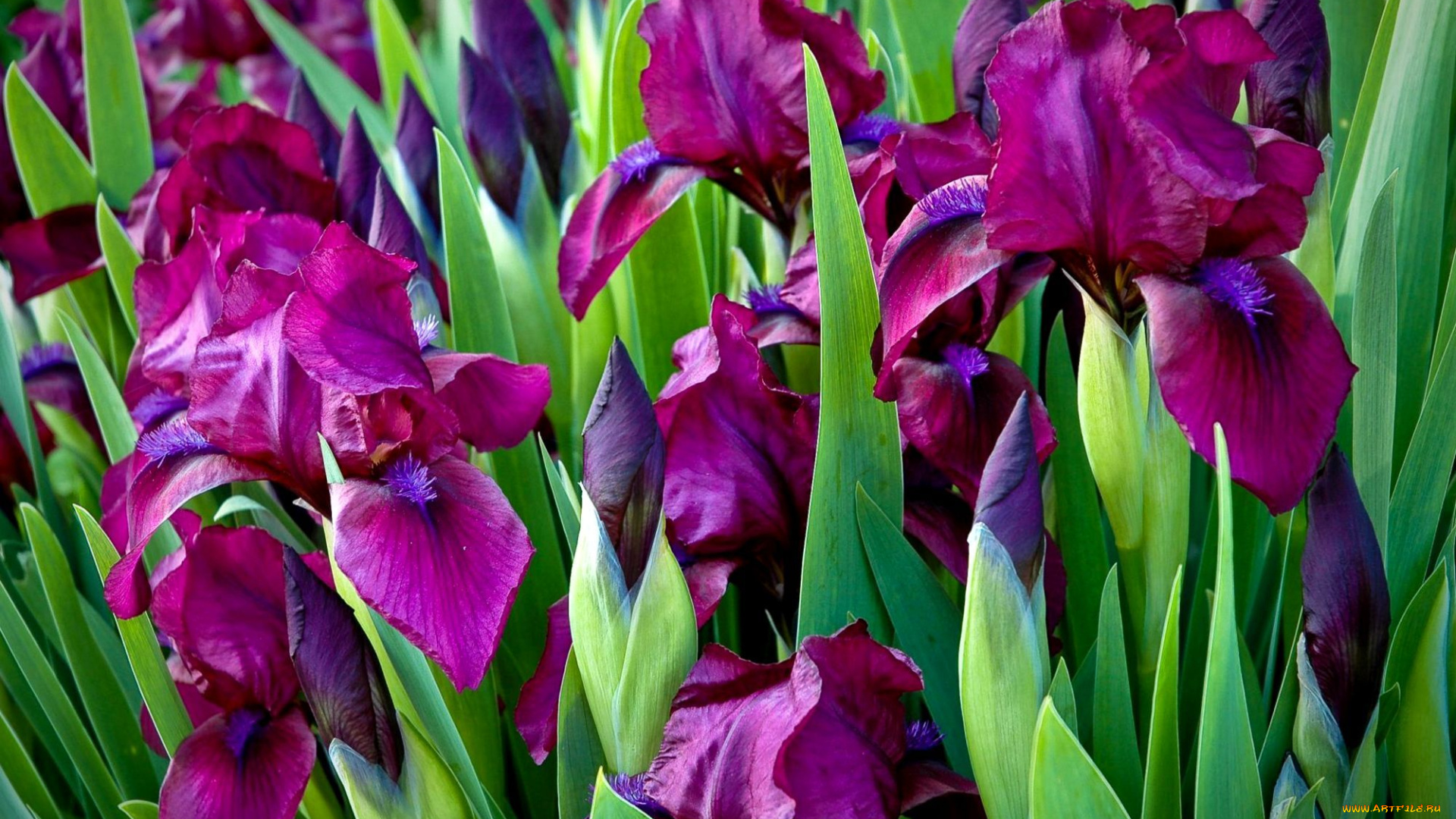 цветы, ирисы, лиловый