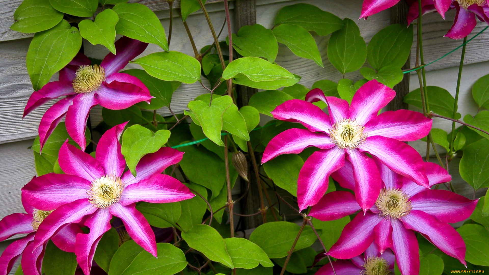 цветы, клематис, ломонос, розовый, яркий, лепестки