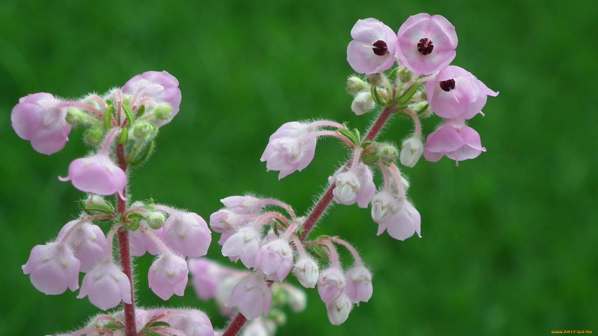 цветы, луговые, полевые, цветок