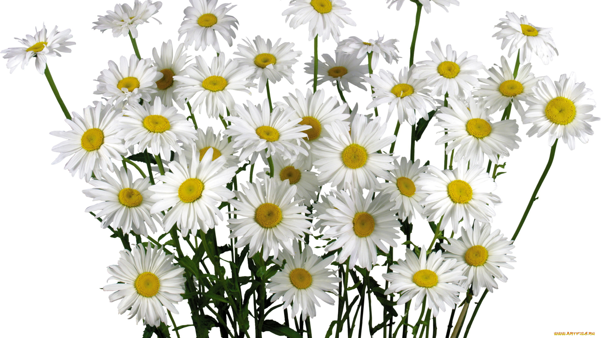 цветы, ромашки, лепестки