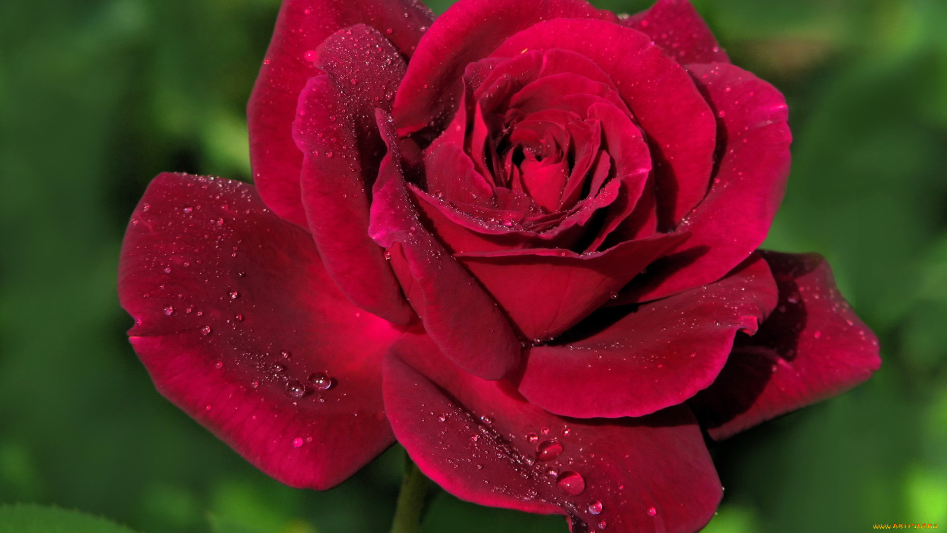 цветы, розы, лепестки, бутон