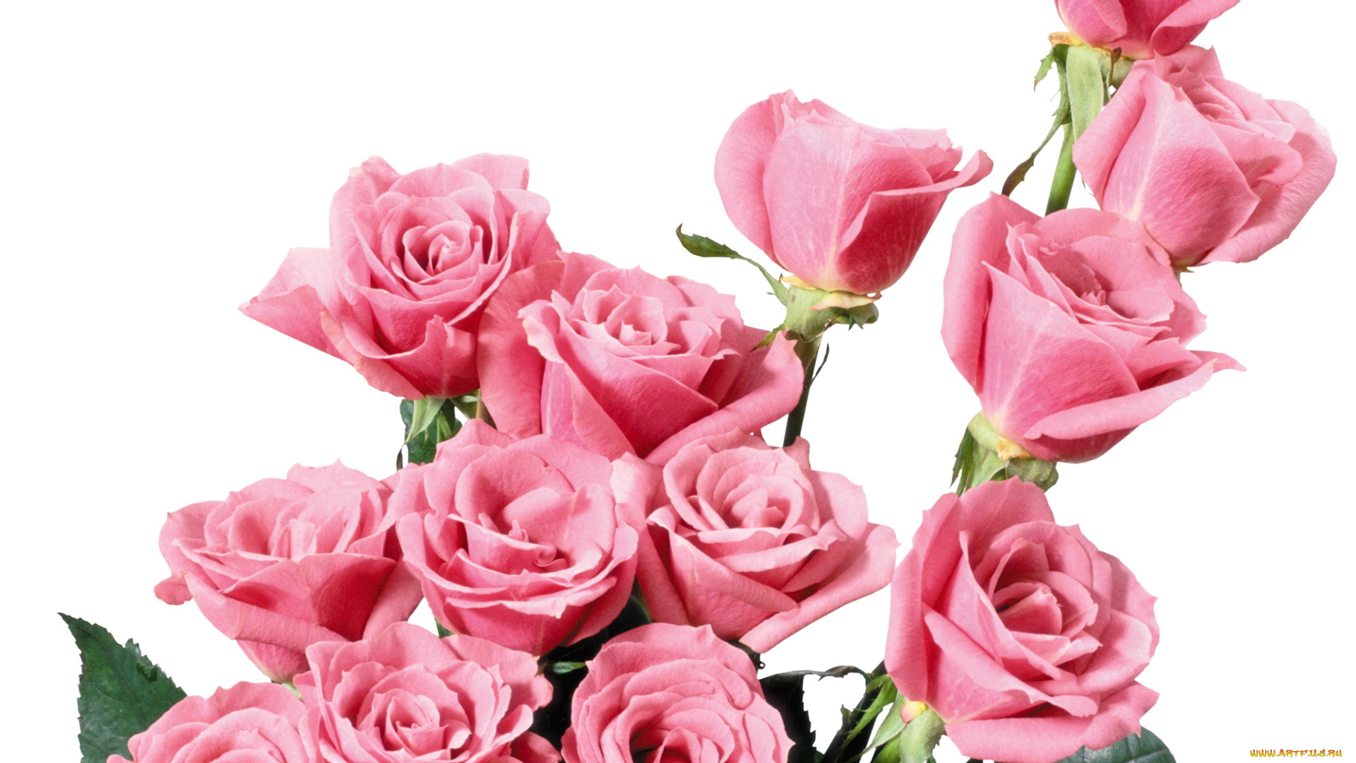 цветы, розы, розовые