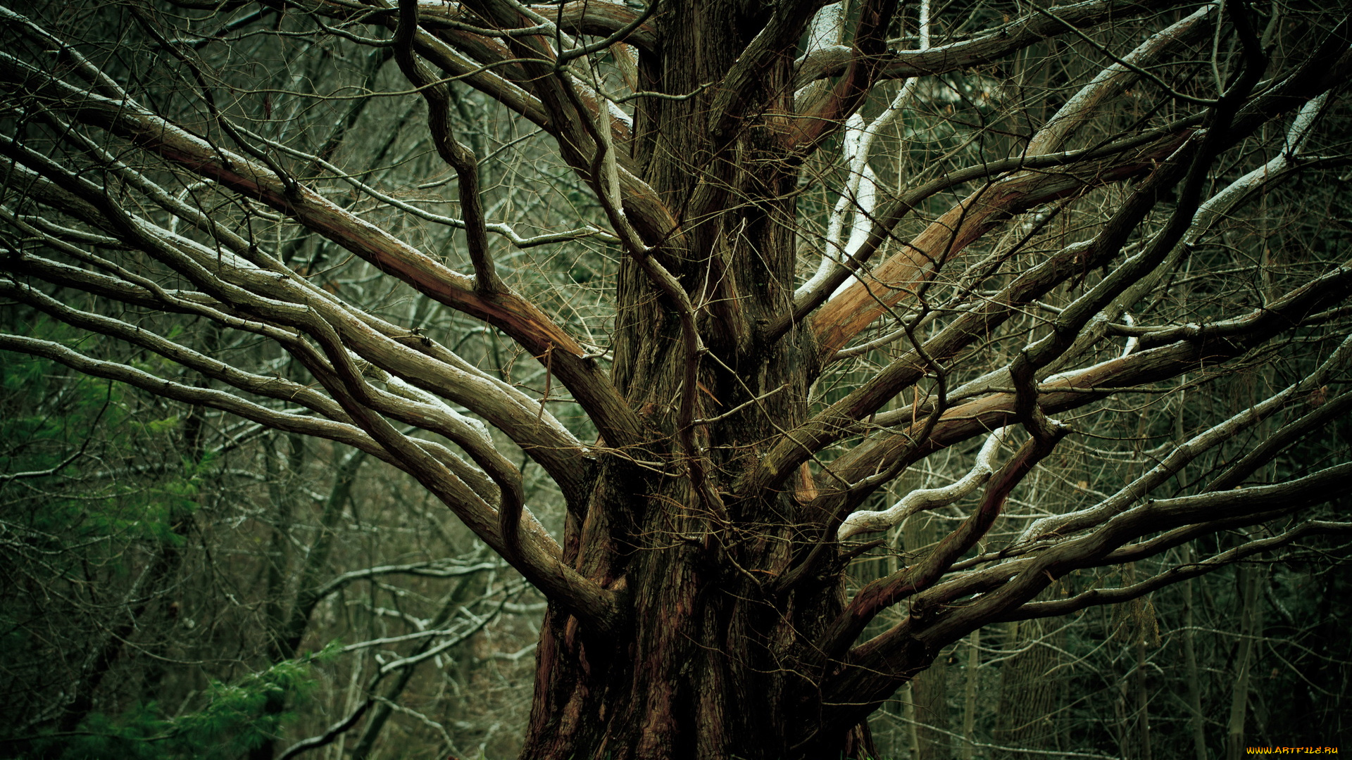 природа, деревья, дерево