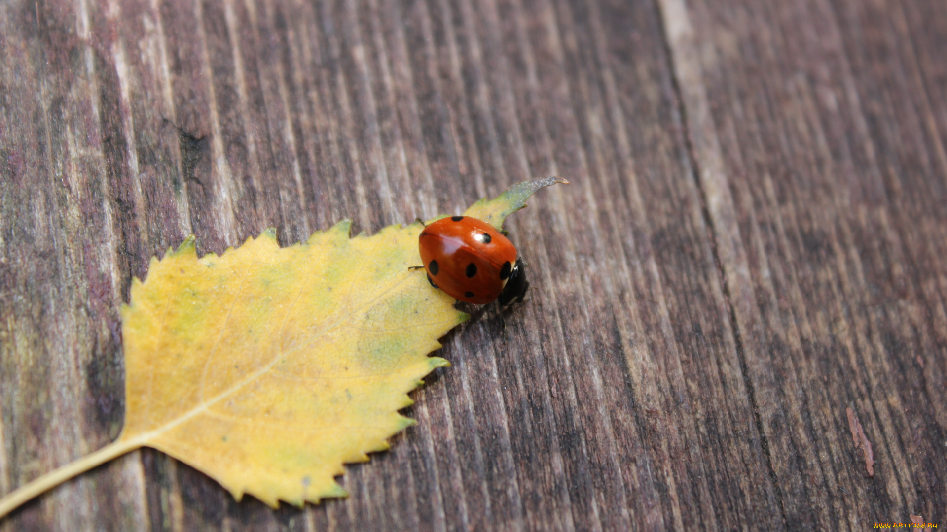 животные, божьи, коровки, листок, божья, кровка, осень