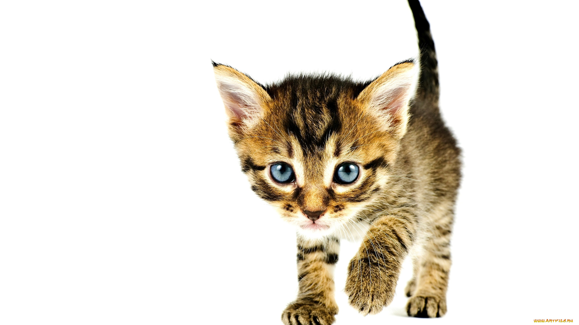 животные, коты, котенок, малыш