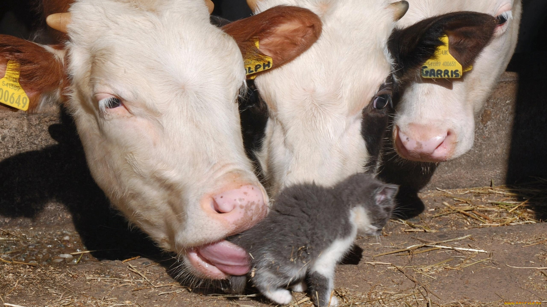 животные, разные, вместе, коровы, котёнок