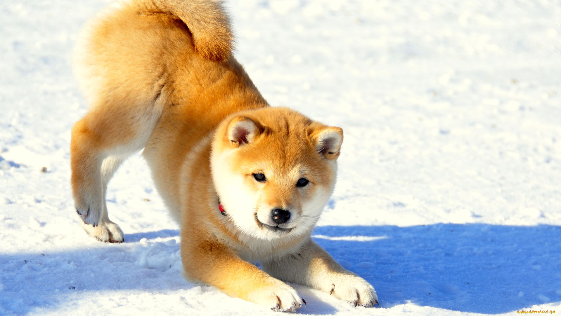 животные, собаки, шибу, ина, щенок, хвост