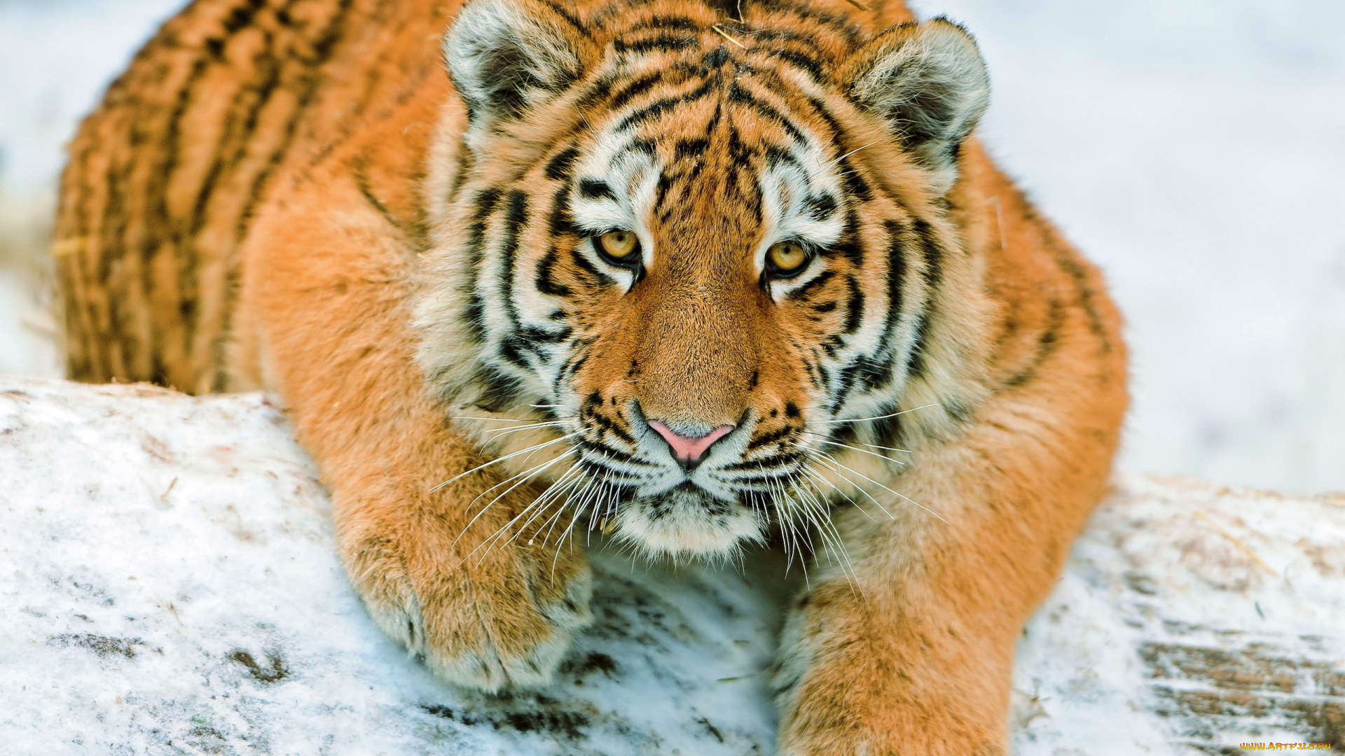 животные, тигры, тигрёнок