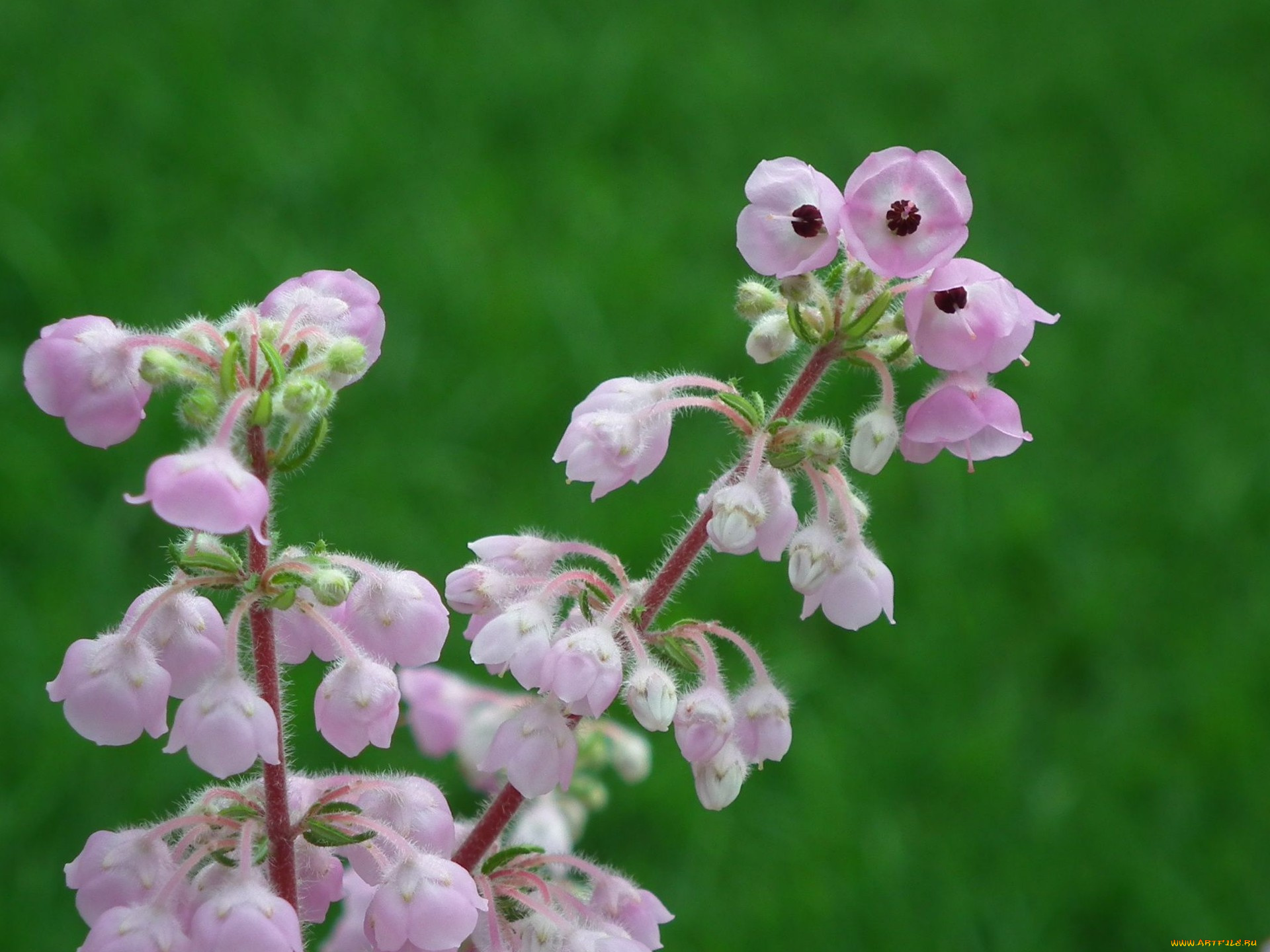цветы, луговые, полевые, цветок